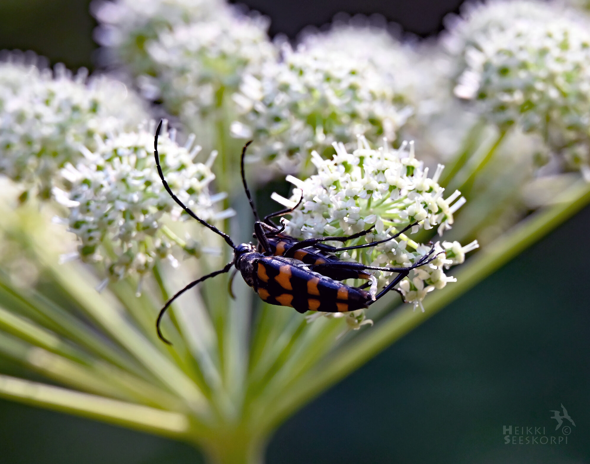 Valokuvaaja: Heikki Seeskorpi