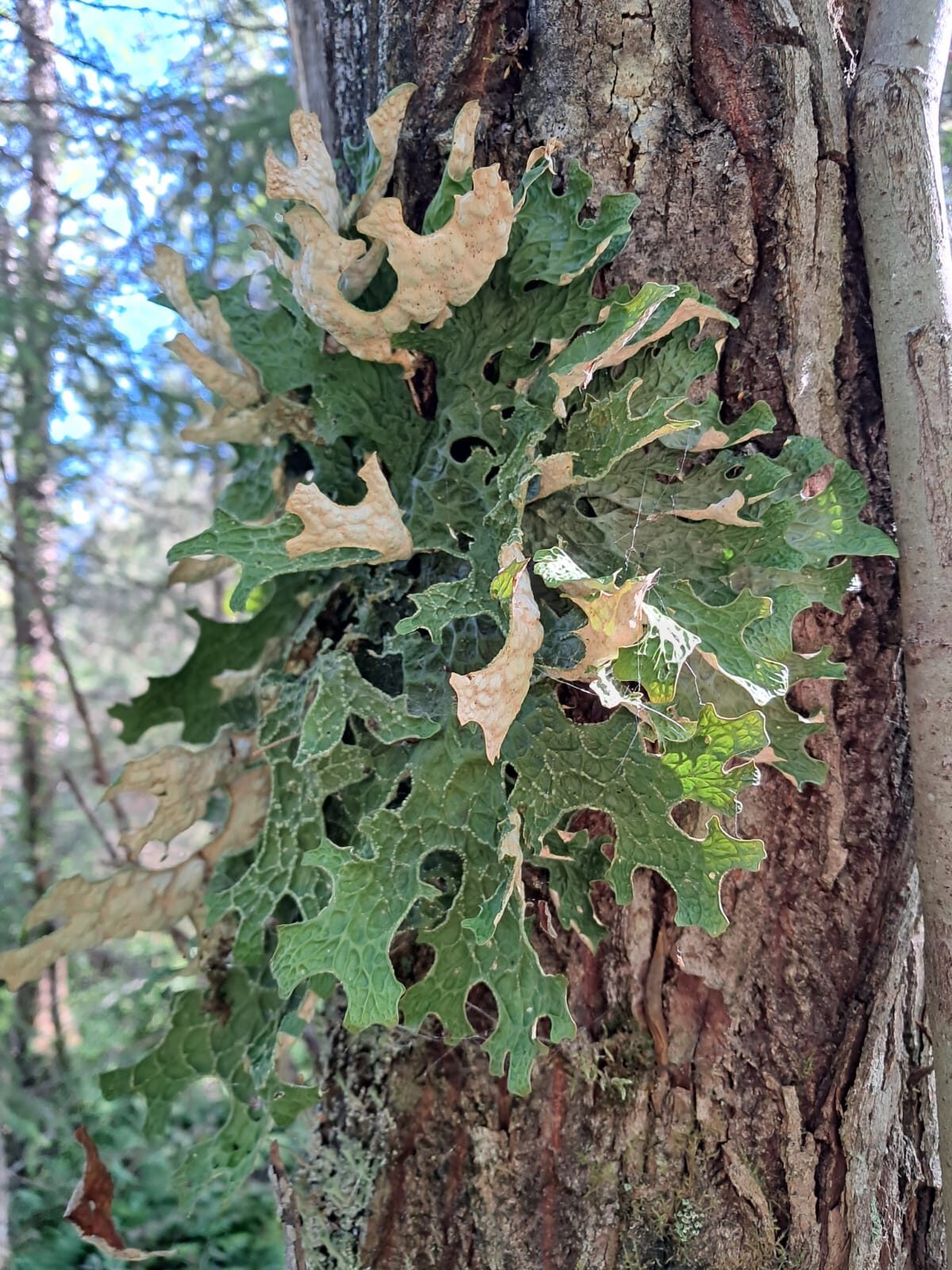 Valokuvaaja: Ilkka Suoknuuti