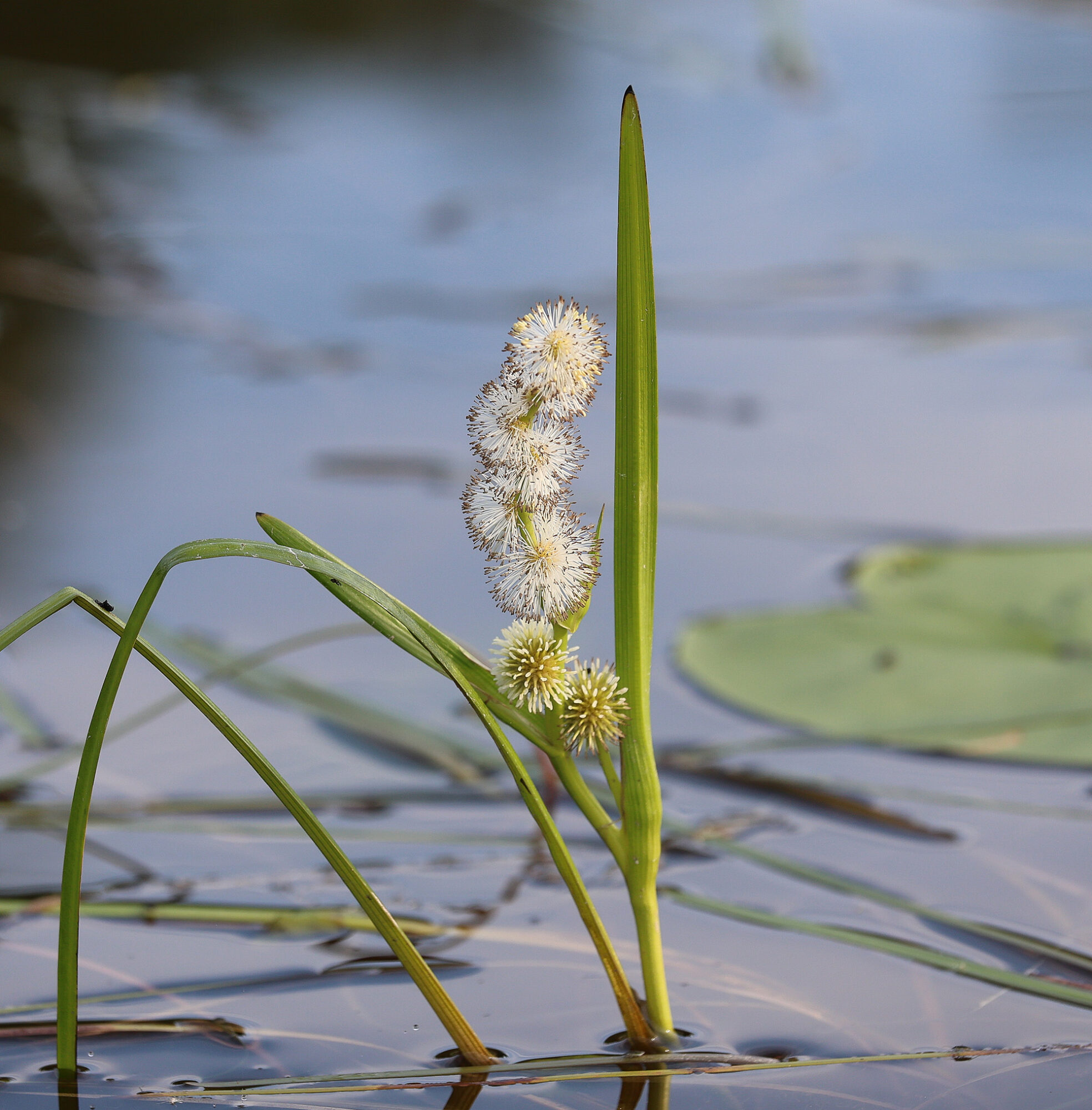 Valokuvaaja: Irma Kortekallio