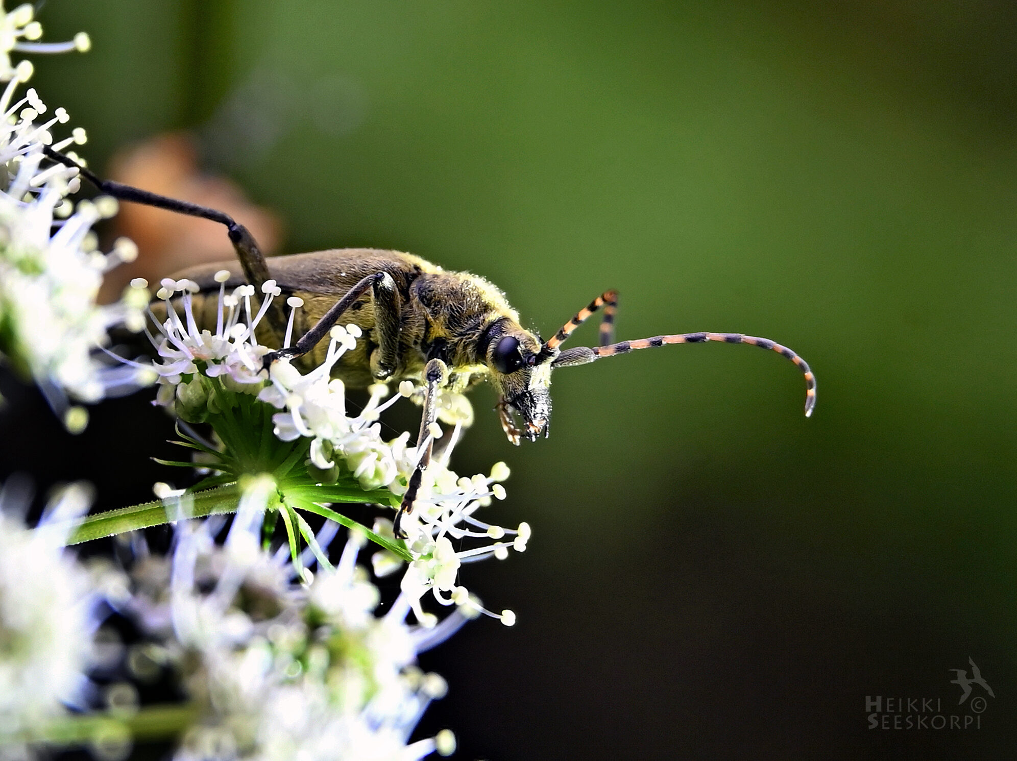 Valokuvaaja: Heikki Seeskorpi