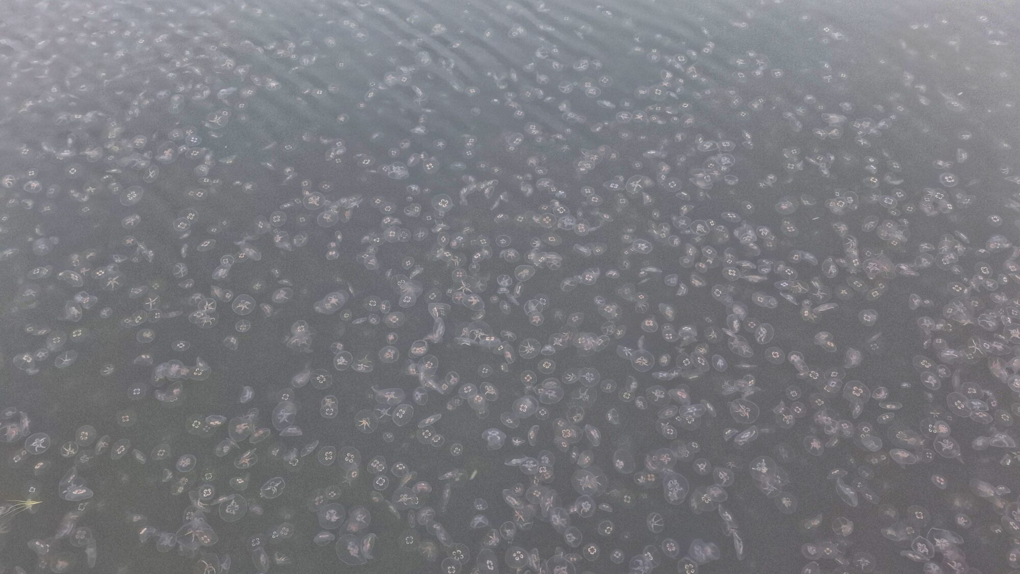 Valokuvaaja: Susanna Hannula