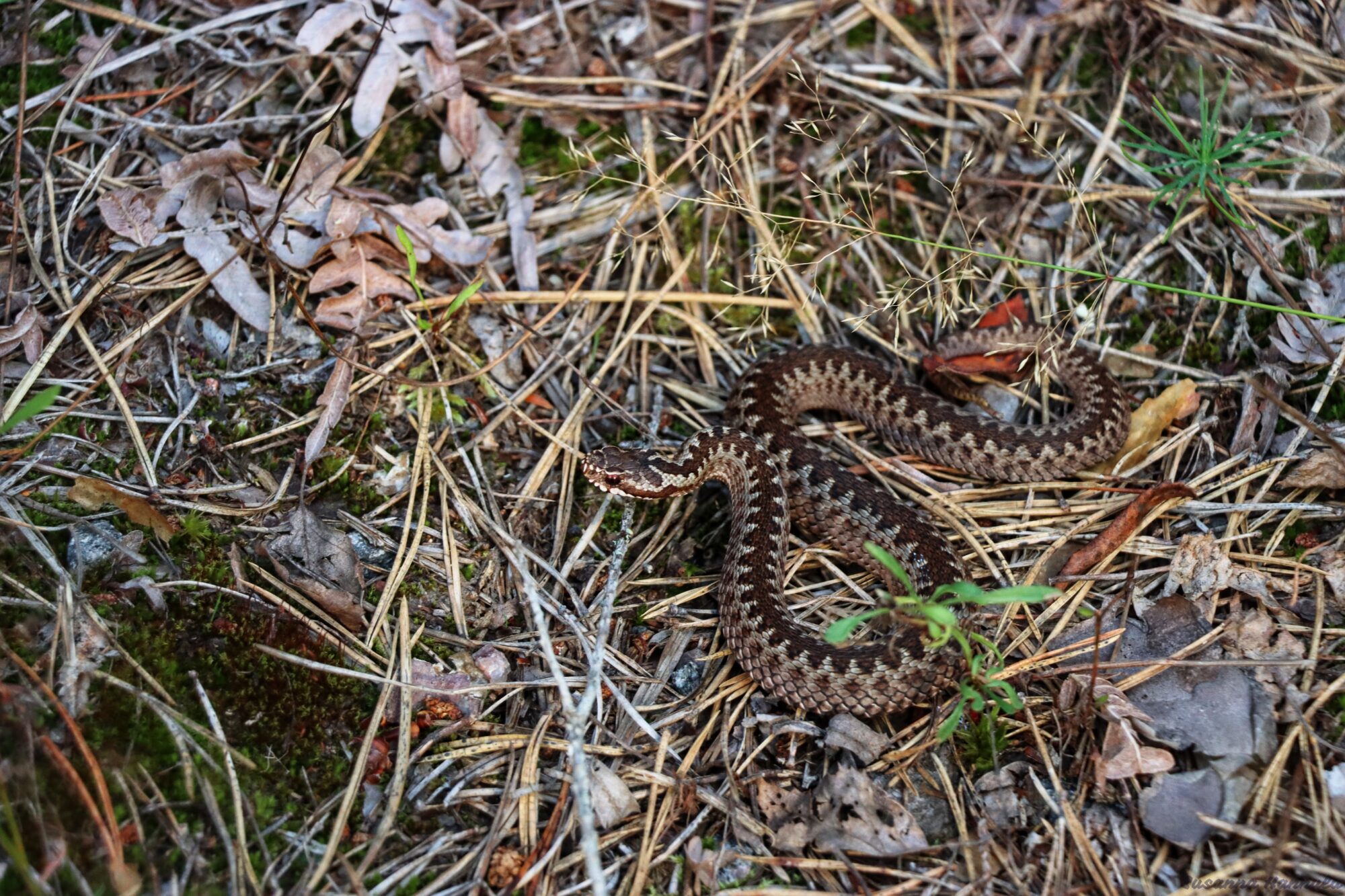 Valokuvaaja: Susanna Hannula