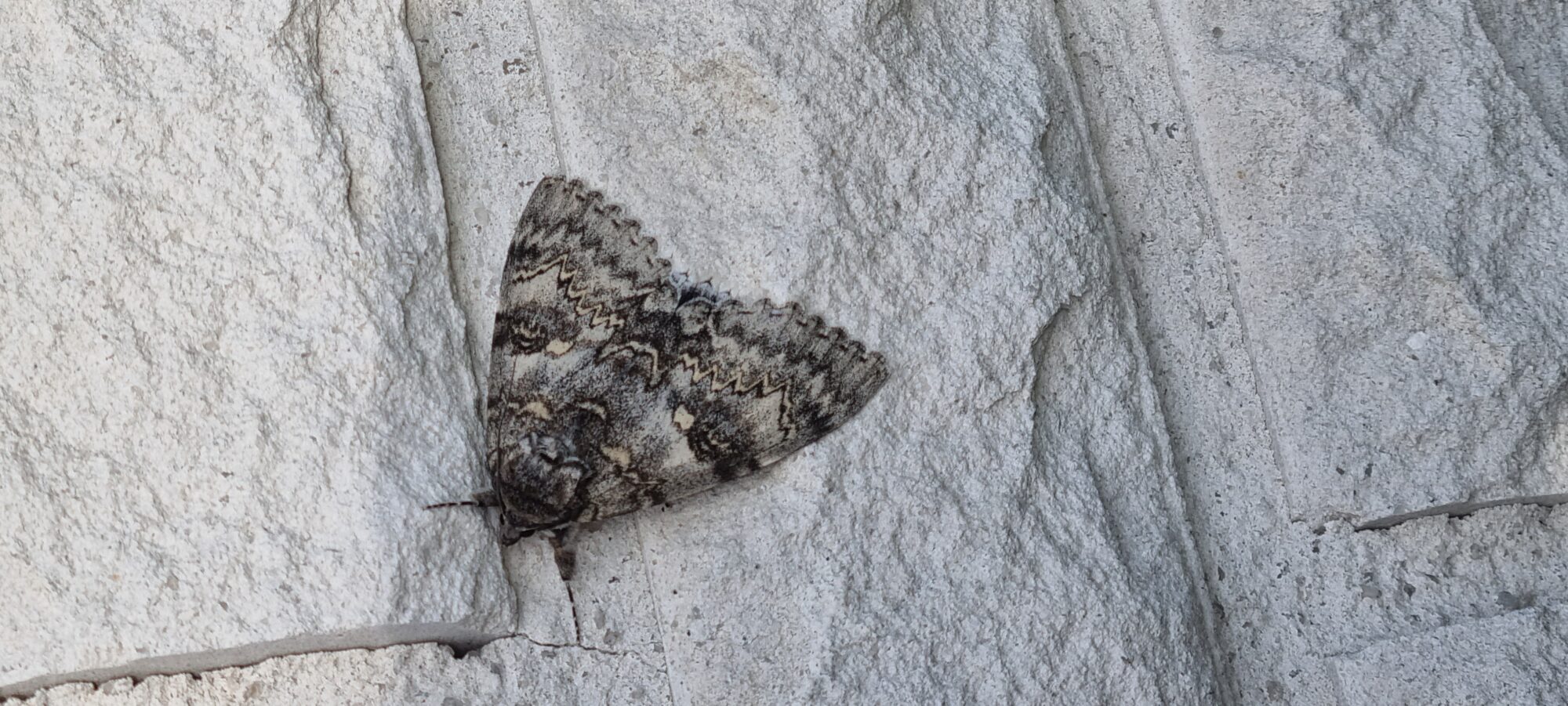 Valokuvaaja: kullervo torikka