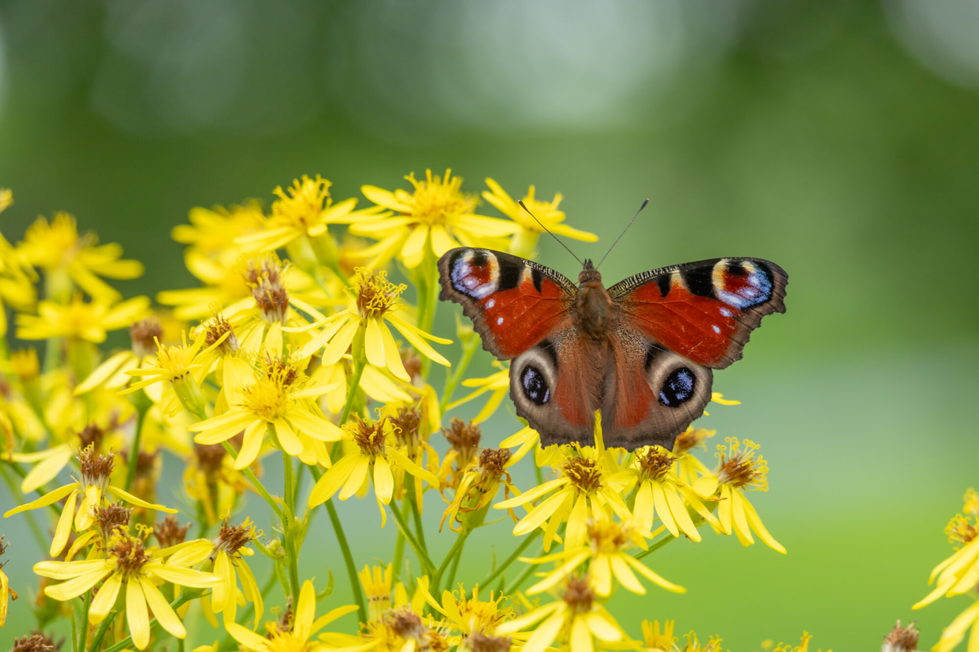 Valokuvaaja: Anne Patana