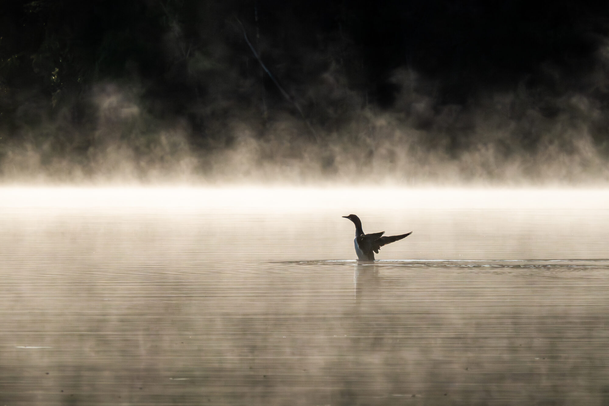 Valokuvaaja: Anne Patana
