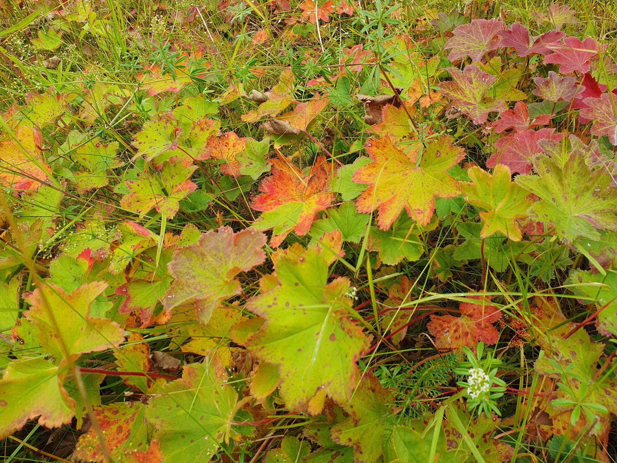 Valokuvaaja: Pirkko Tuulihovi