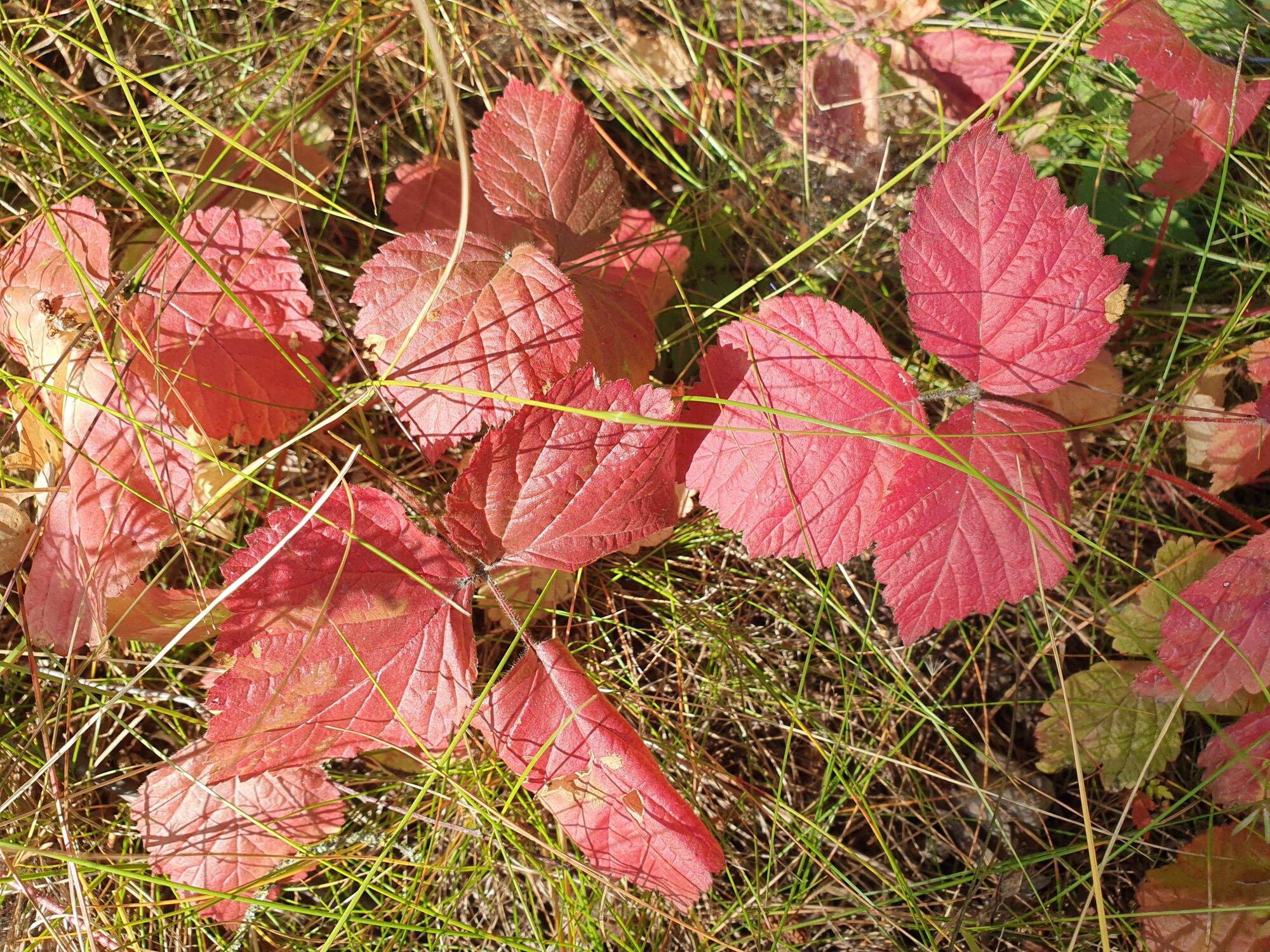 Valokuvaaja: Pirkko Tuulihovi