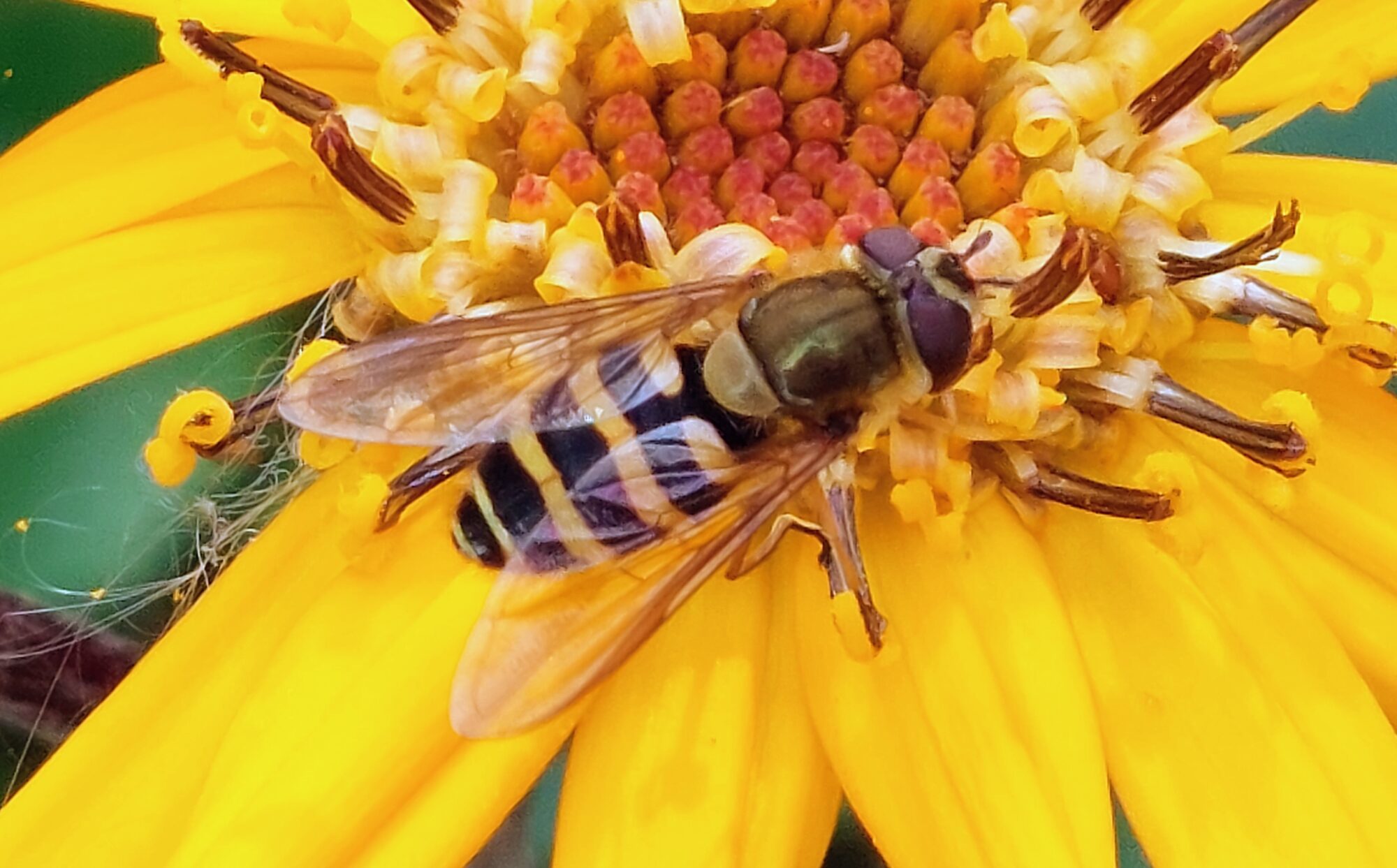 Valokuvaaja: Tarja Naukkarinen