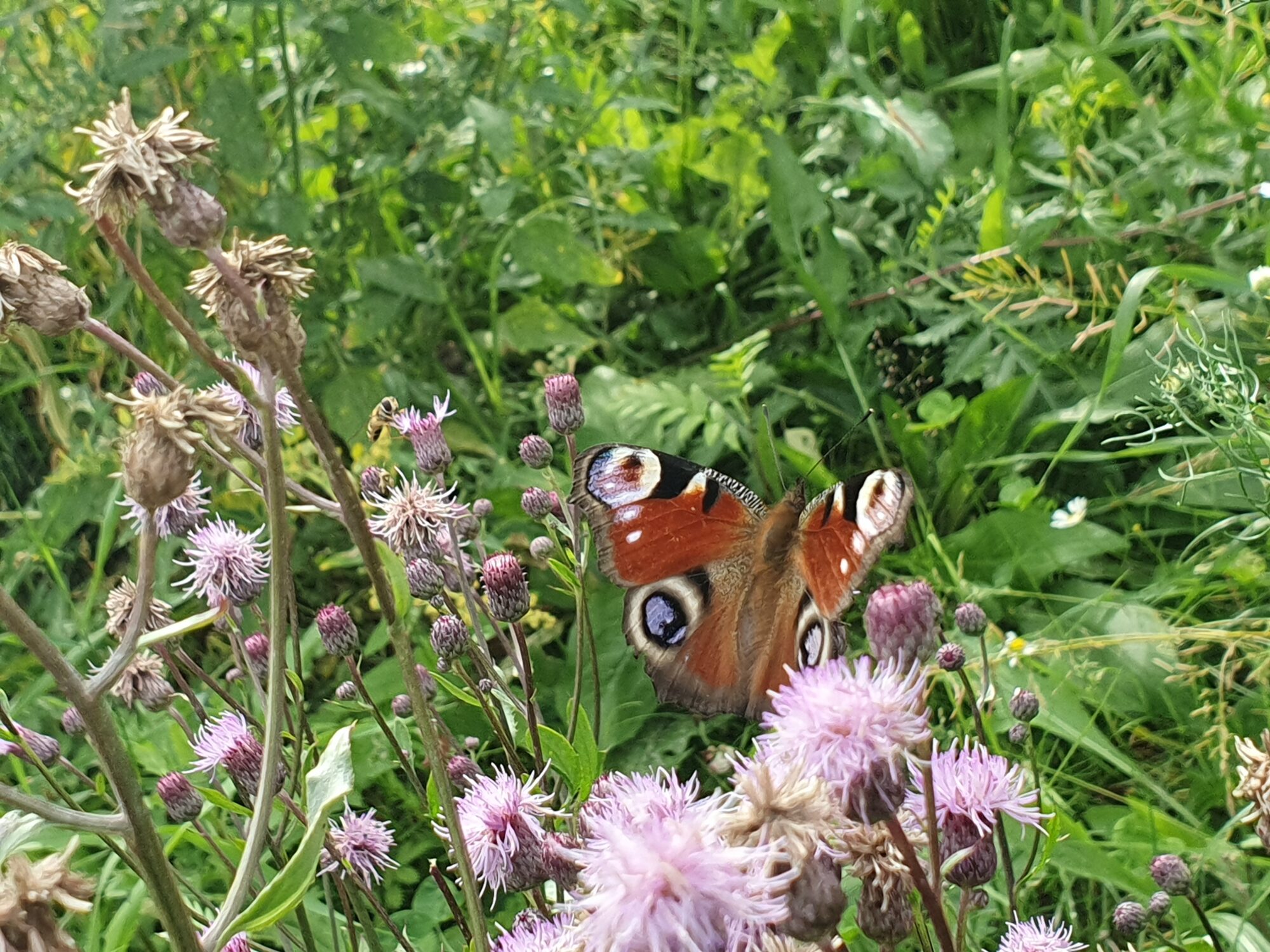 Valokuvaaja: Pirkko Tuulihovi