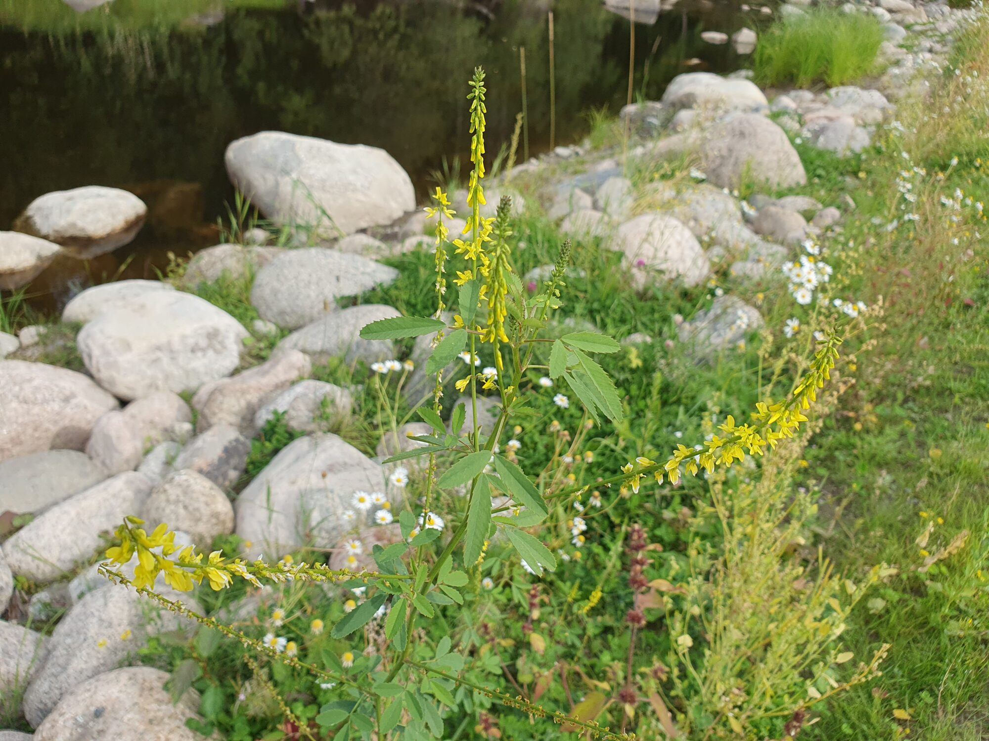 Valokuvaaja: Pirkko Tuulihovi