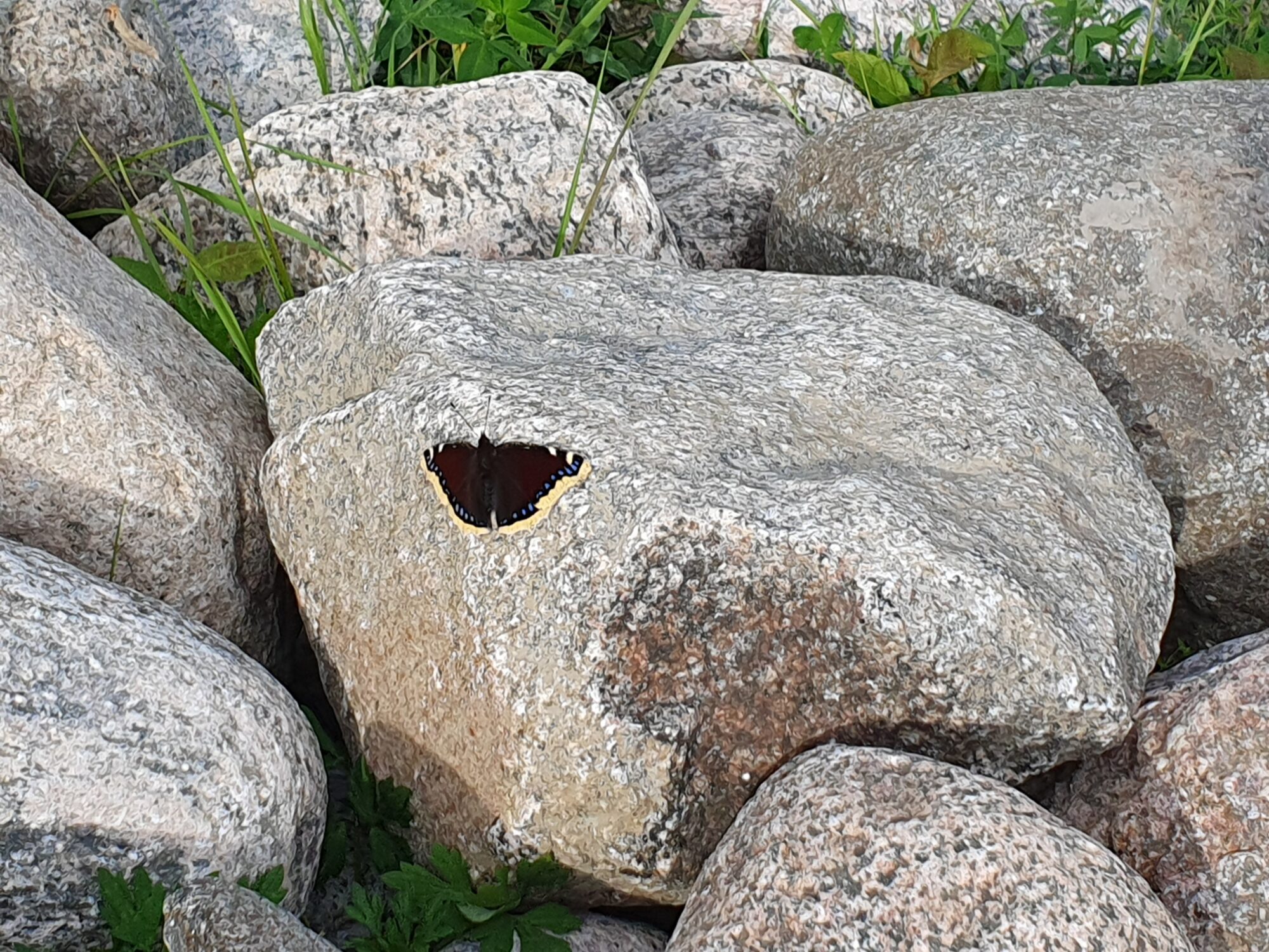 Valokuvaaja: Pirkko Tuulihovi