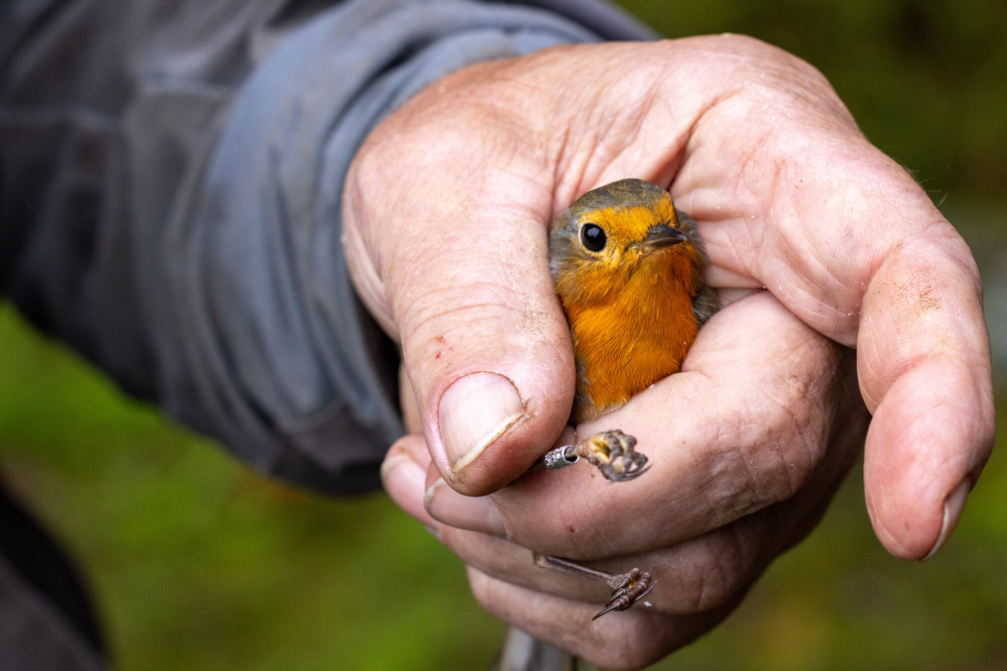 Valokuvaaja: Anne Patana