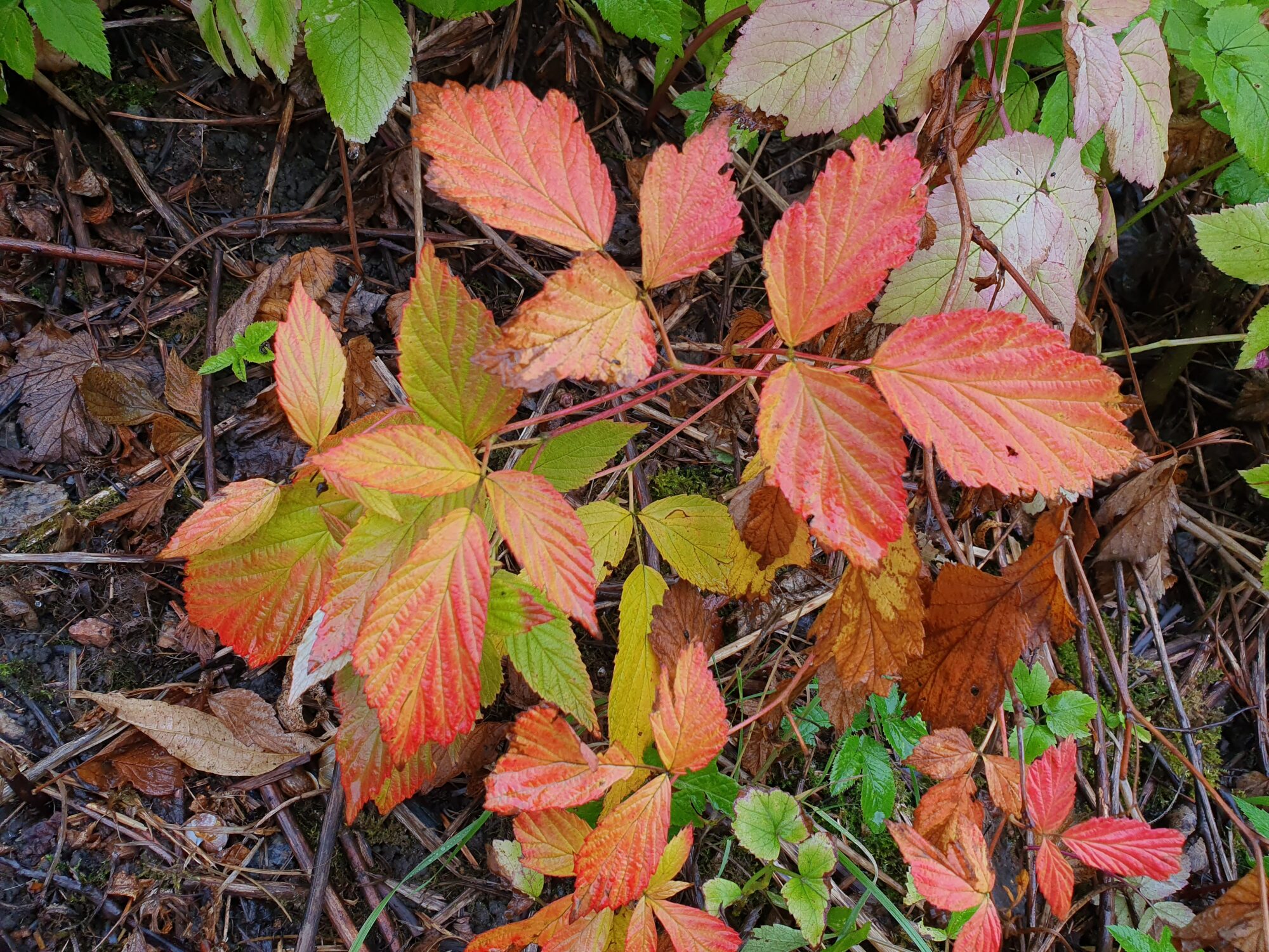 Valokuvaaja: Pirkko Tuulihovi