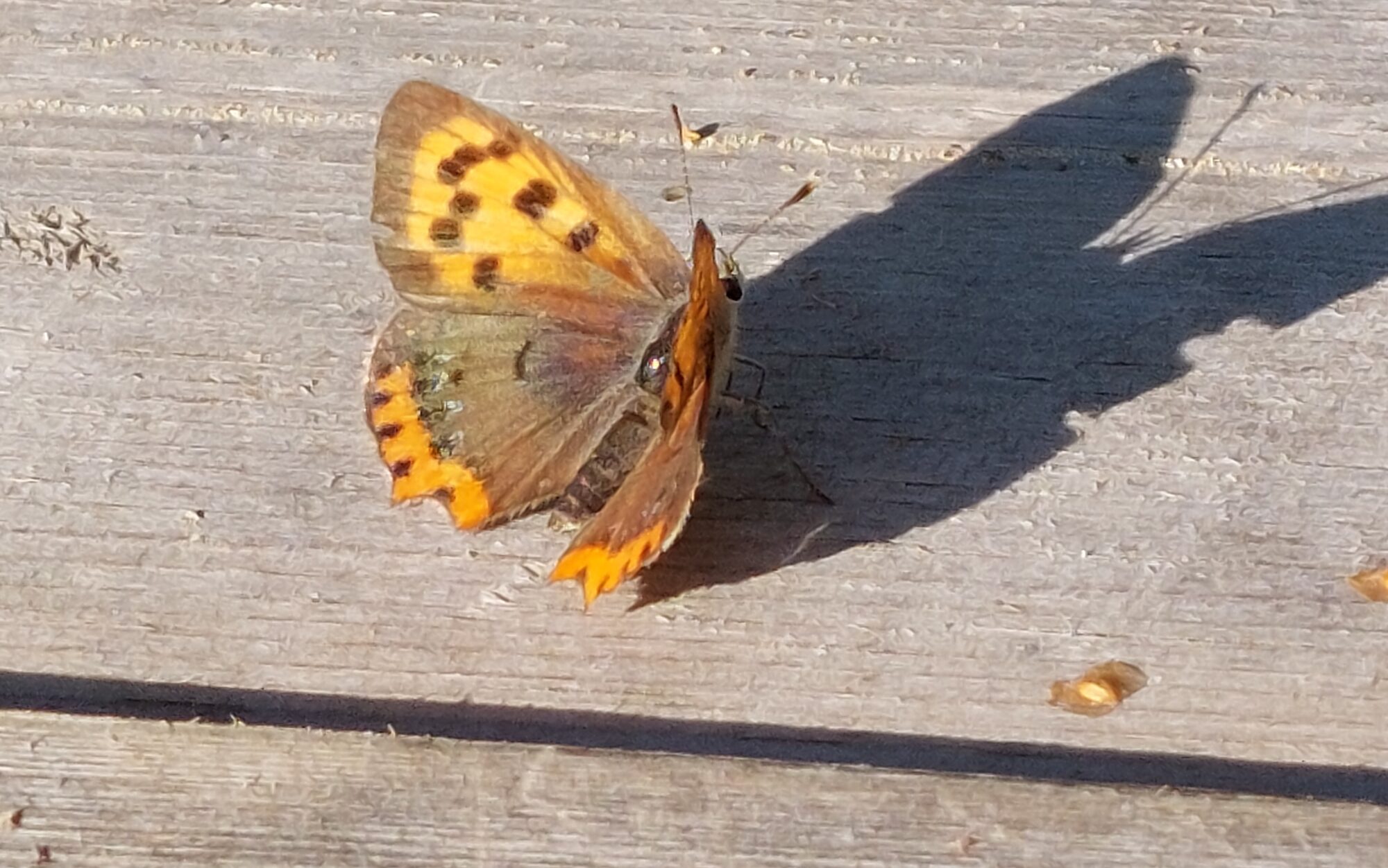 Valokuvaaja: Tarja Naukkarinen Valokuvaaja: Tarja Naukkarinen