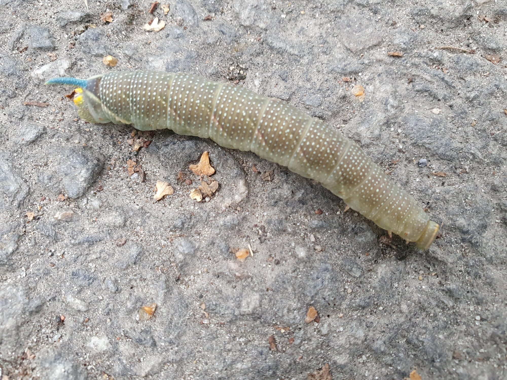 Valokuvaaja: Pirkko Tuulihovi