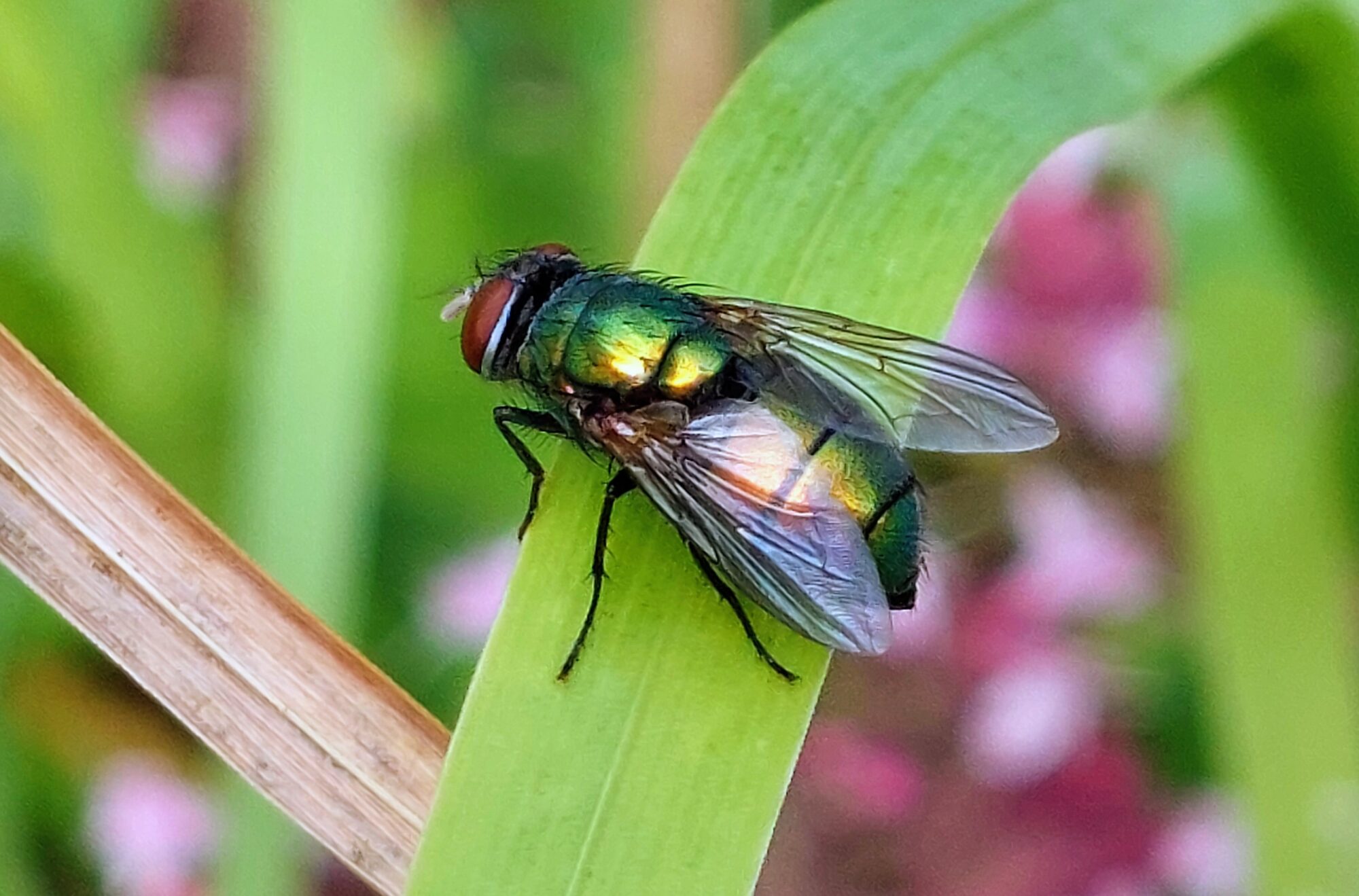 Valokuvaaja: Tarja Naukkarinen
