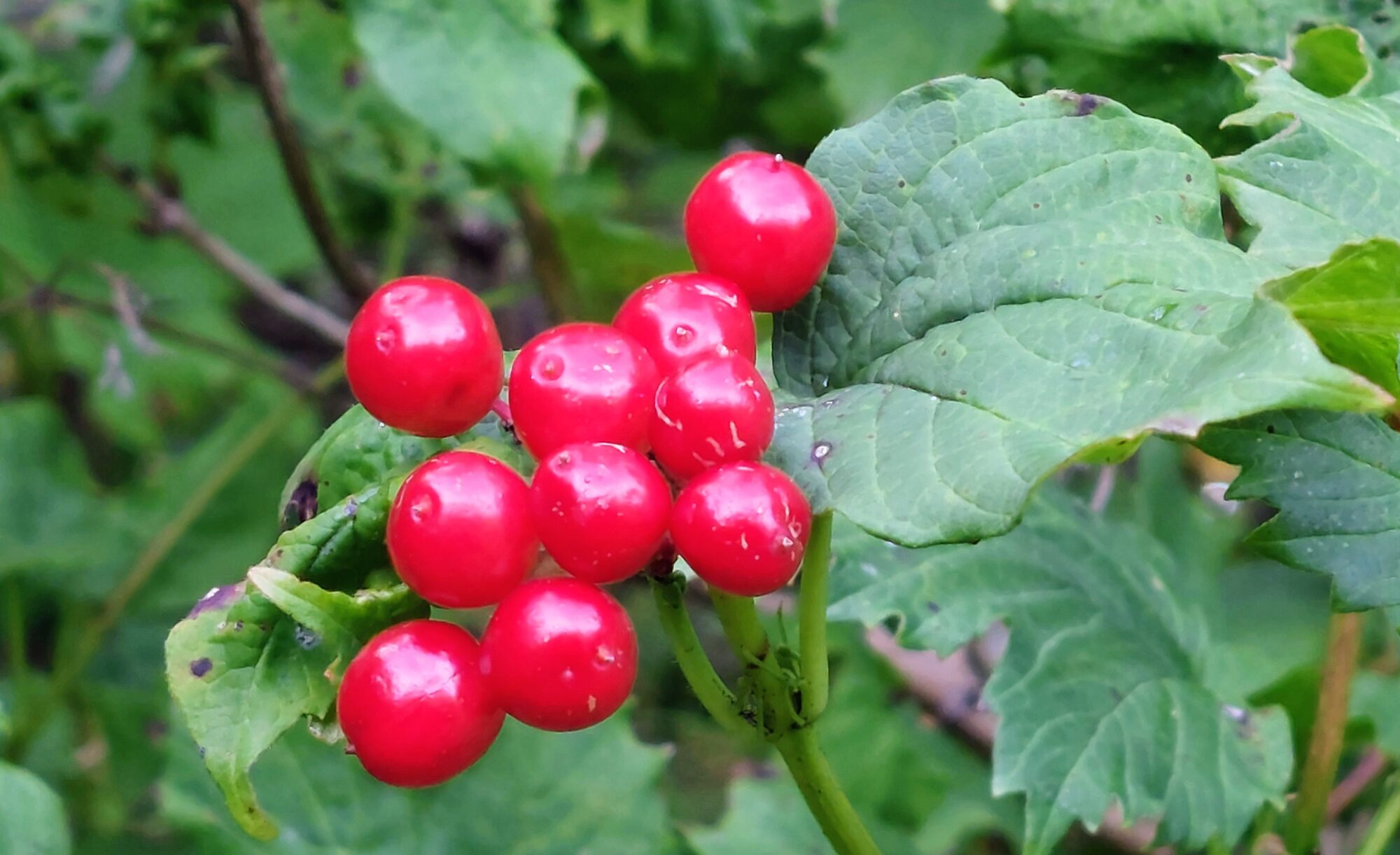 Valokuvaaja: Tarja Naukkarinen