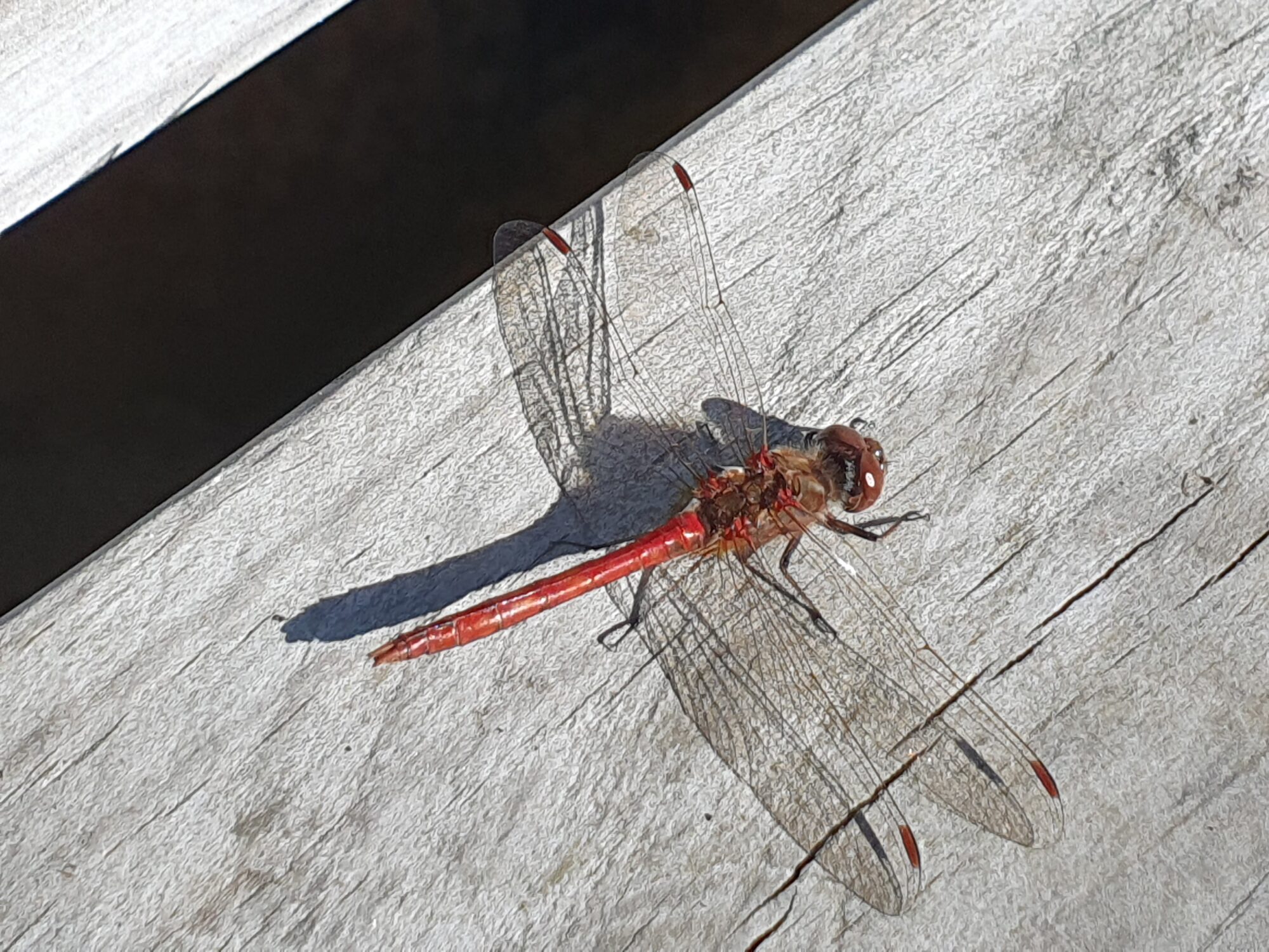 Valokuvaaja: Pirkko Tuulihovi