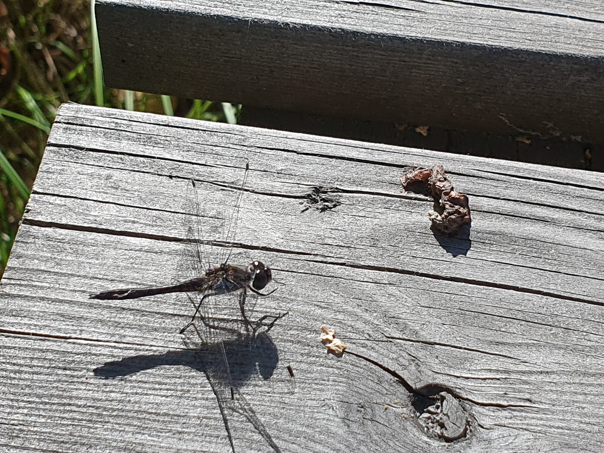 Valokuvaaja: Pirkko Tuulihovi