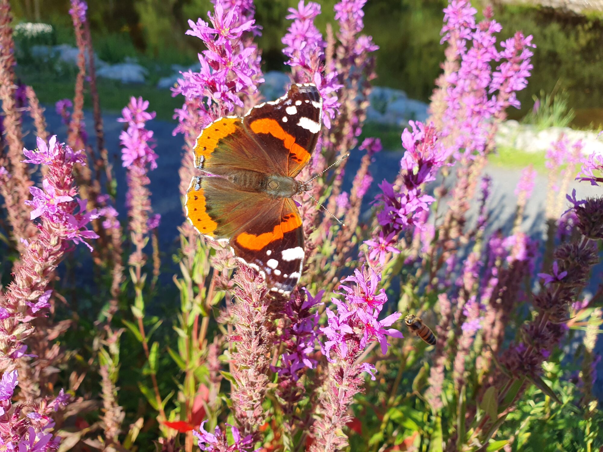 Valokuvaaja: Pirkko Tuulihovi Valokuvaaja: Pirkko Tuulihovi