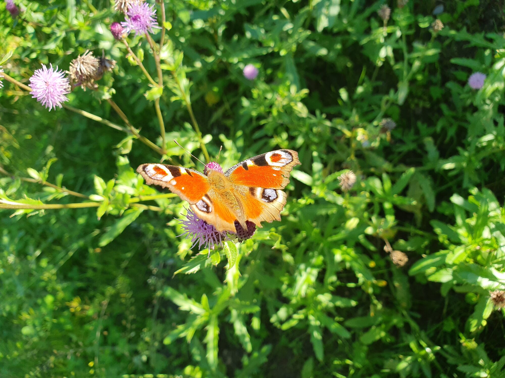 Valokuvaaja: Pirkko Tuulihovi Valokuvaaja: Pirkko Tuulihovi
