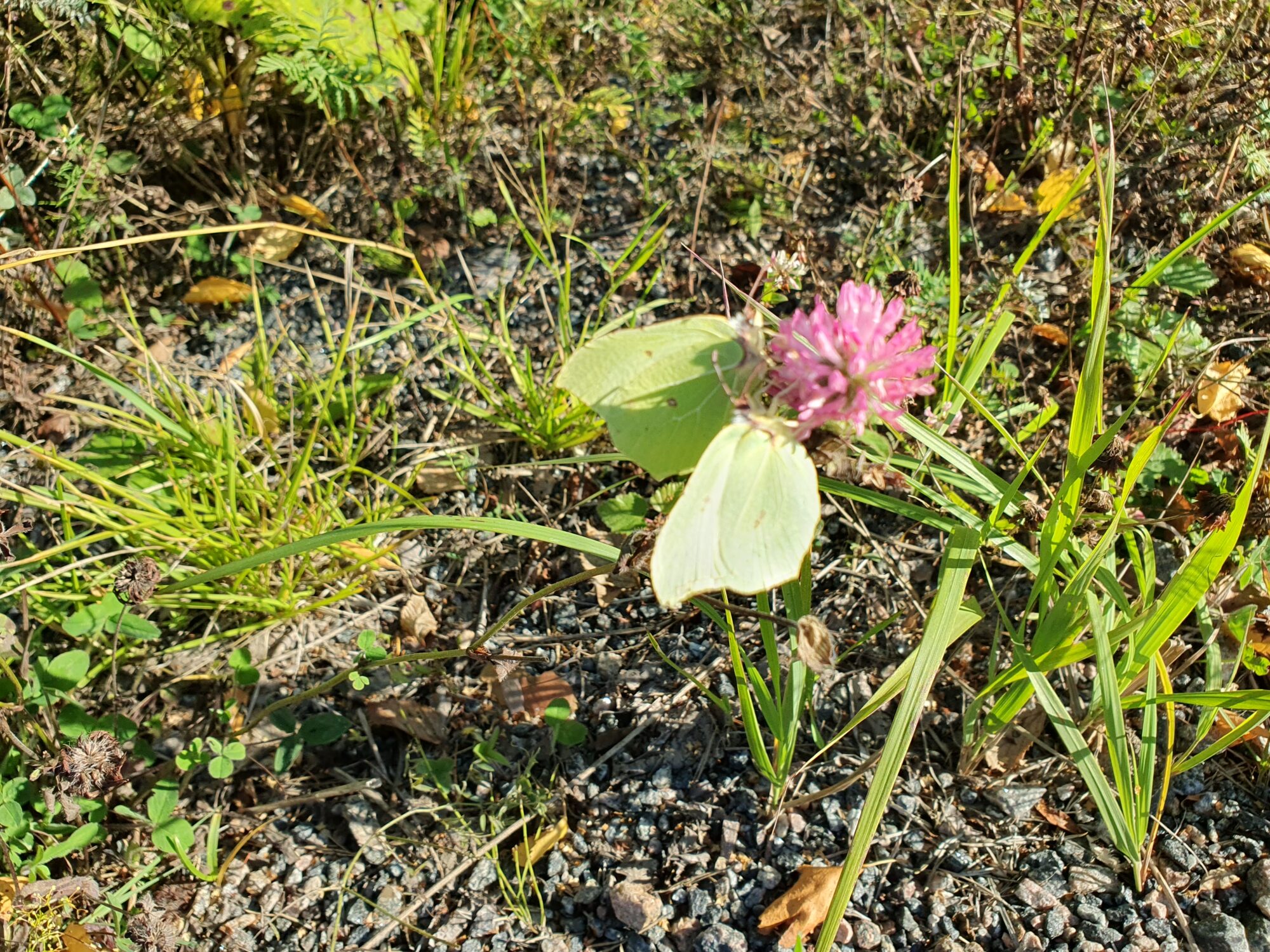 Valokuvaaja: Pirkko Tuulihovi