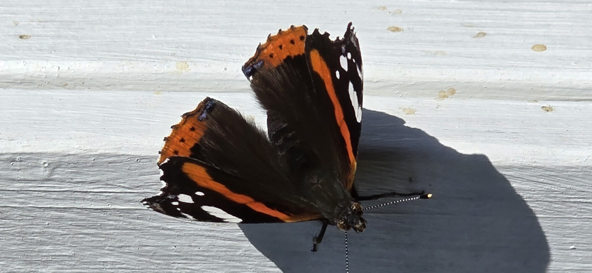 Valokuvaaja: Mika Niiranen