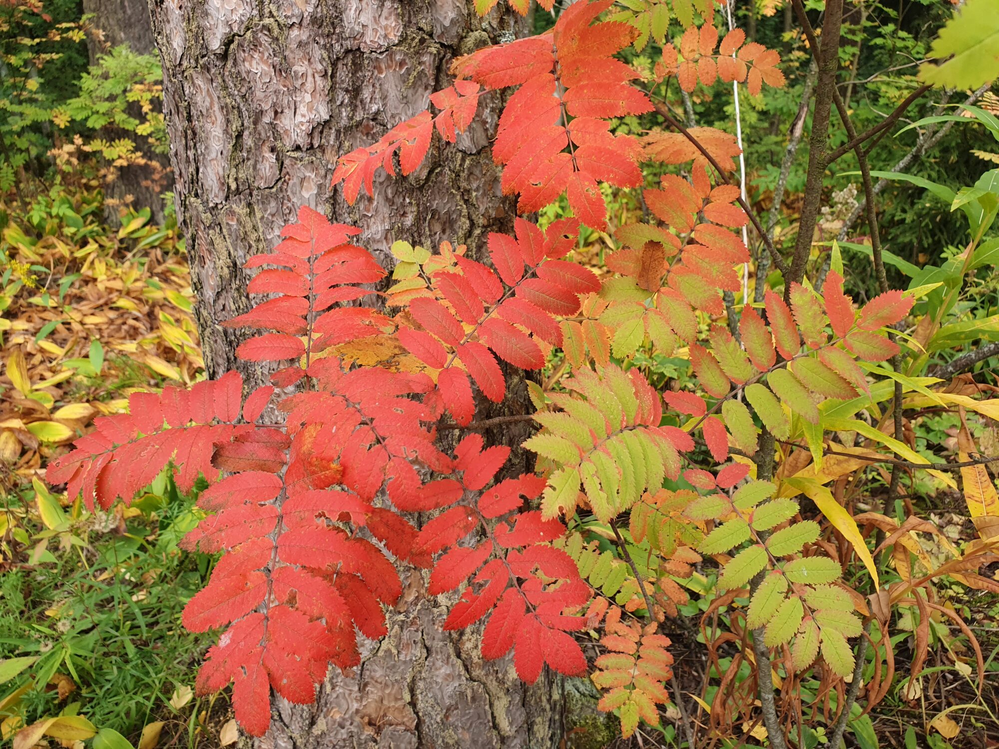 Valokuvaaja: Pirkko Tuulihovi