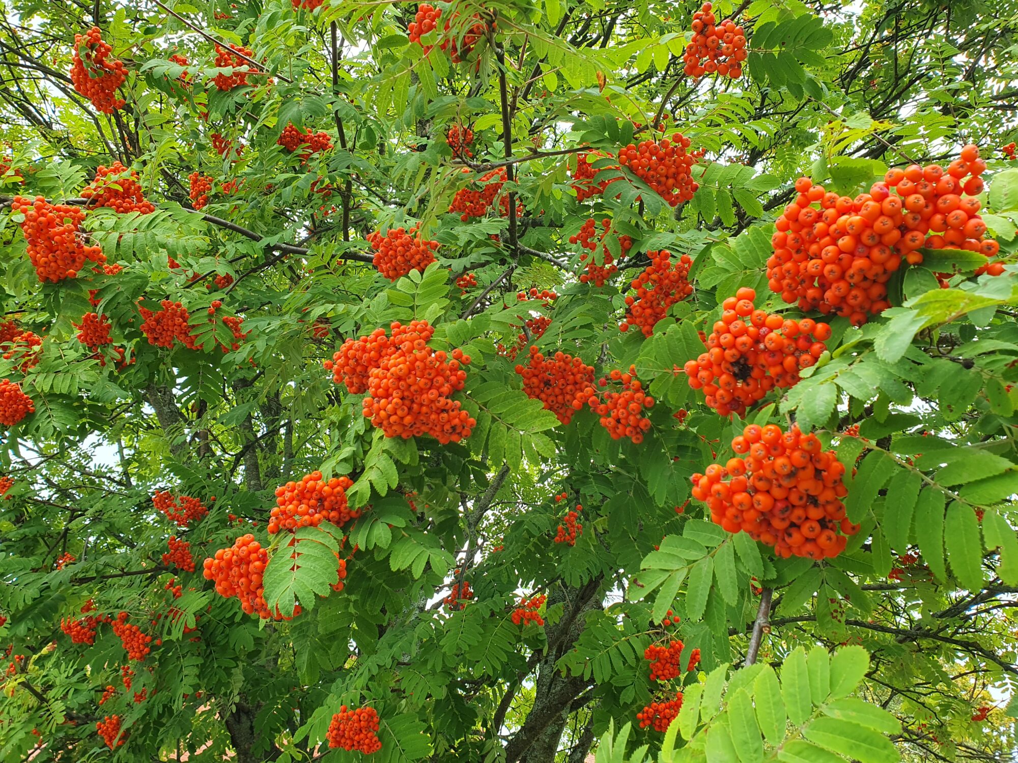 Valokuvaaja: Pirkko Tuulihovi