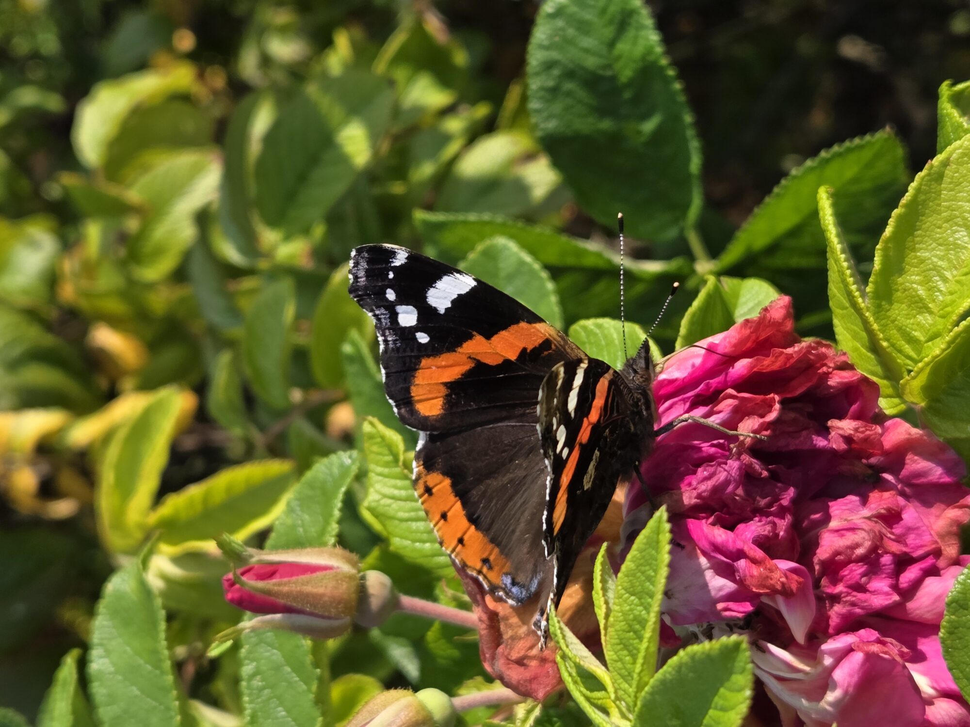 Valokuvaaja: Mervi Huisman Valokuvaaja: Mervi Huisman