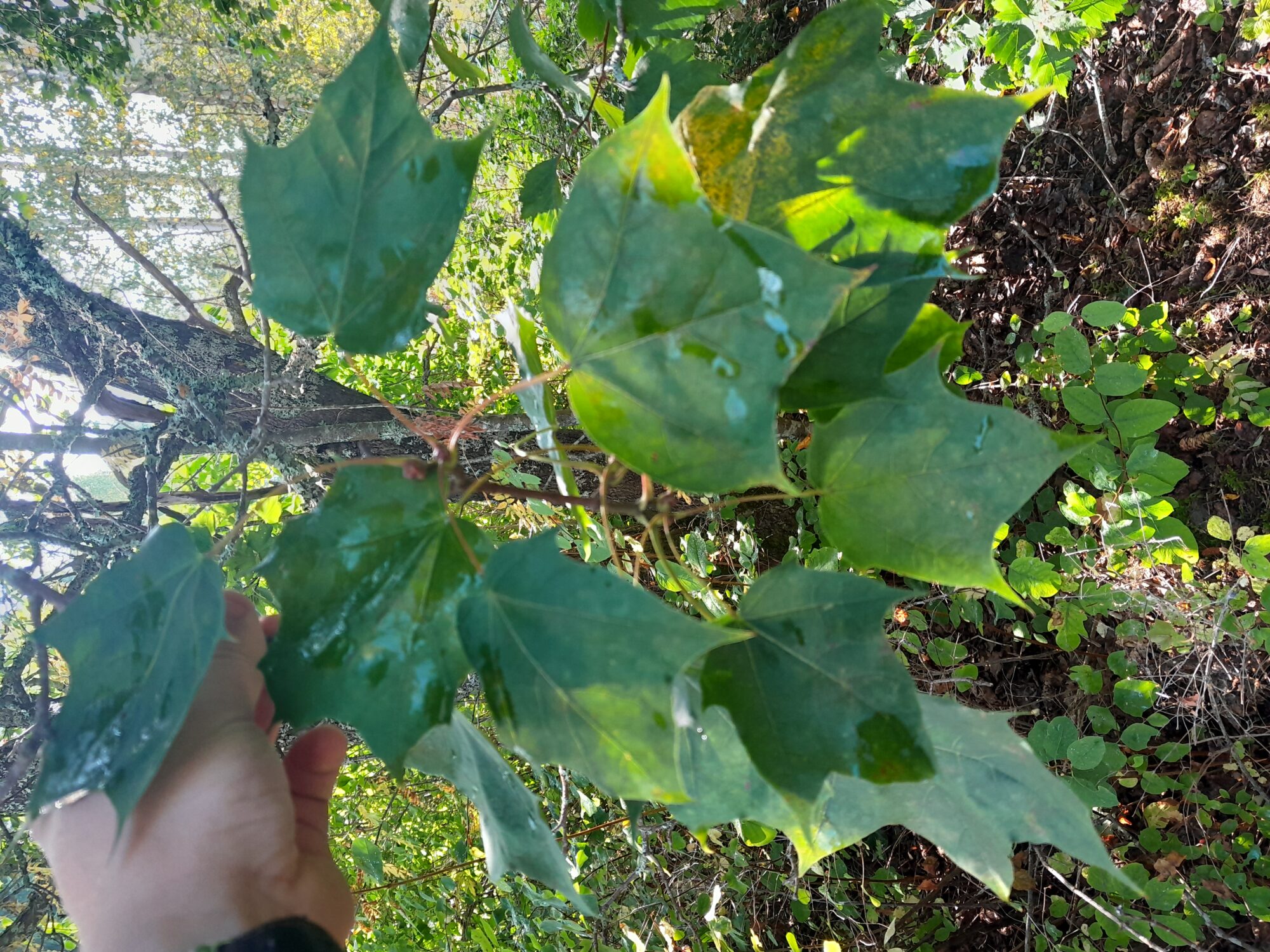 Valokuvaaja: Vili Valtonen