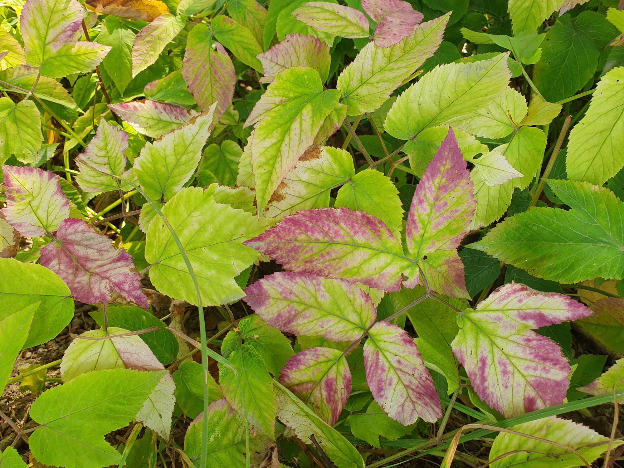 Valokuvaaja: Pirkko Tuulihovi