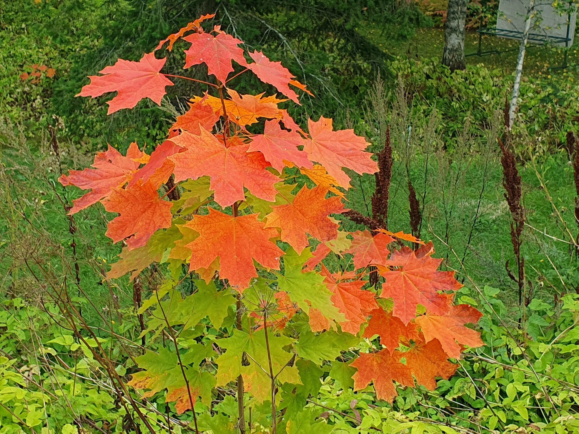 Valokuvaaja: Pirkko Tuulihovi