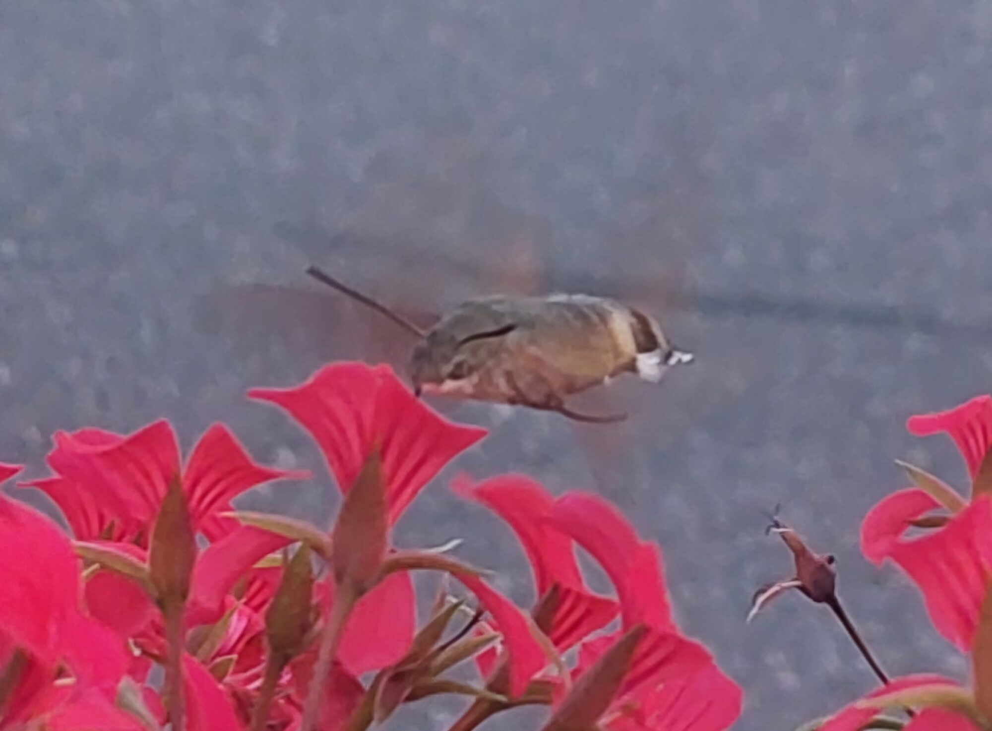 Valokuvaaja: Rea ojanen