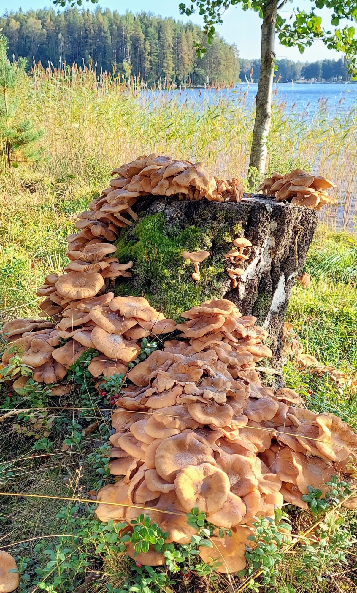 Valokuvaaja: Tarja Naukkarinen