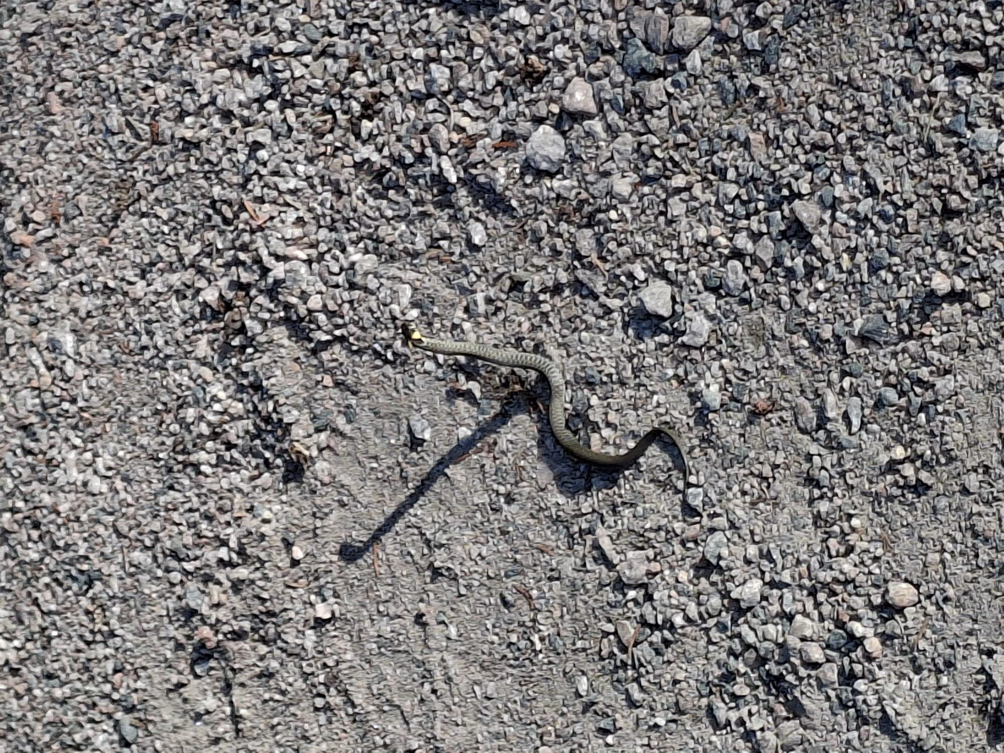 Valokuvaaja: Satu Suuntala