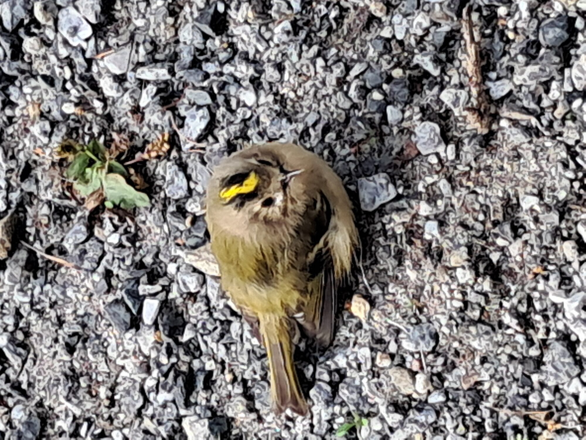 Valokuvaaja: Jaana Schuller