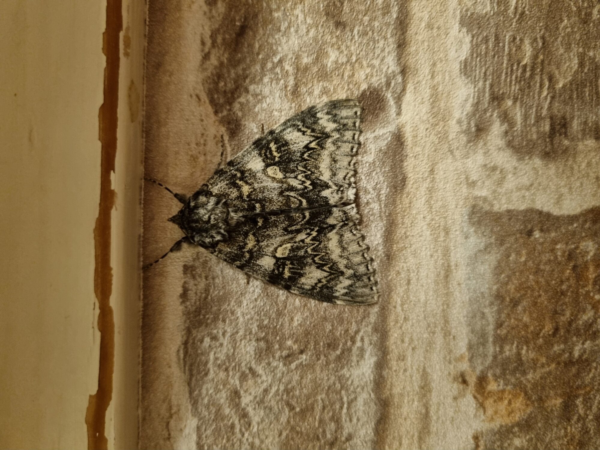 Valokuvaaja: Jouko Pesämaa