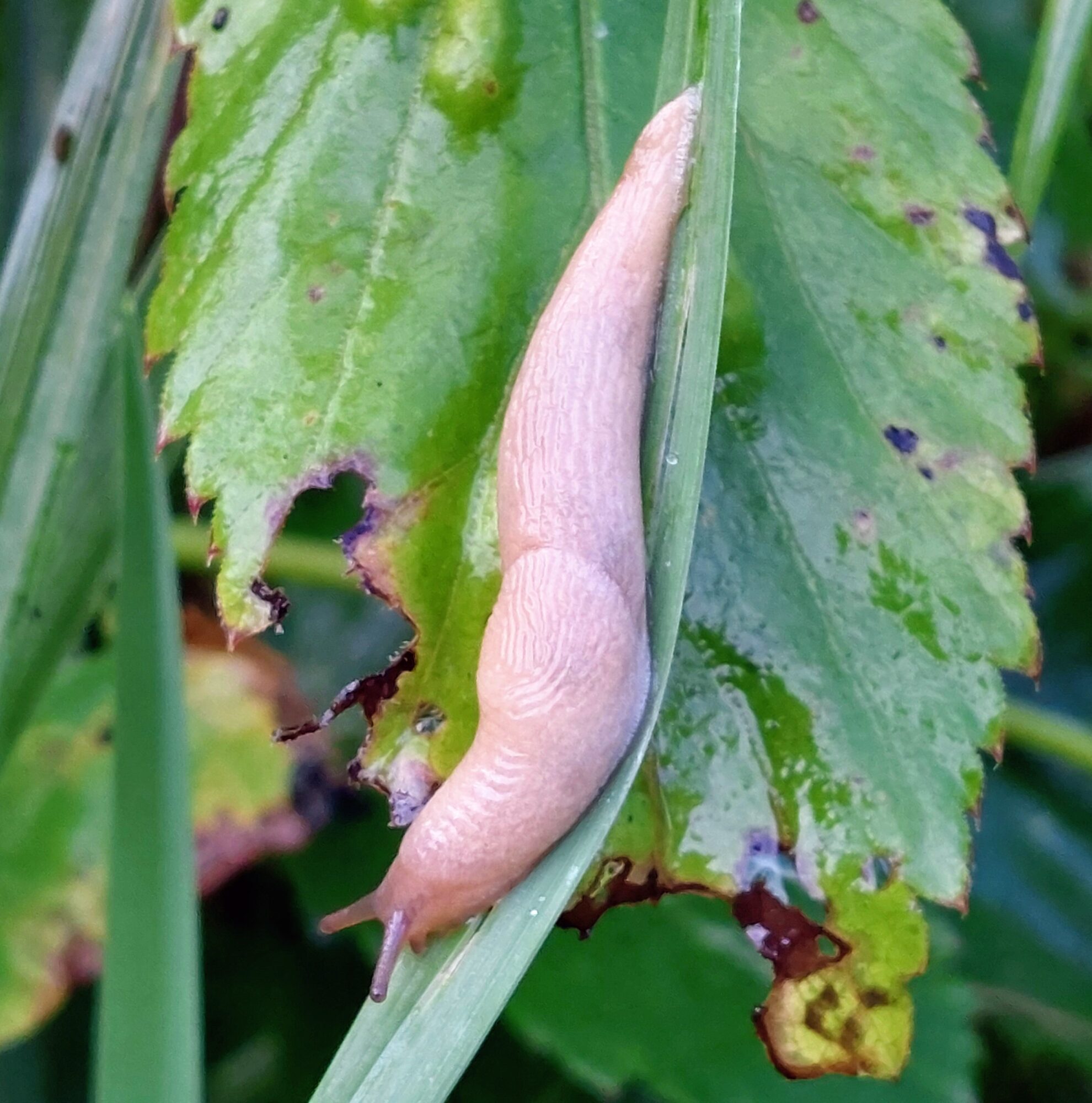 Valokuvaaja: Tarja Naukkarinen