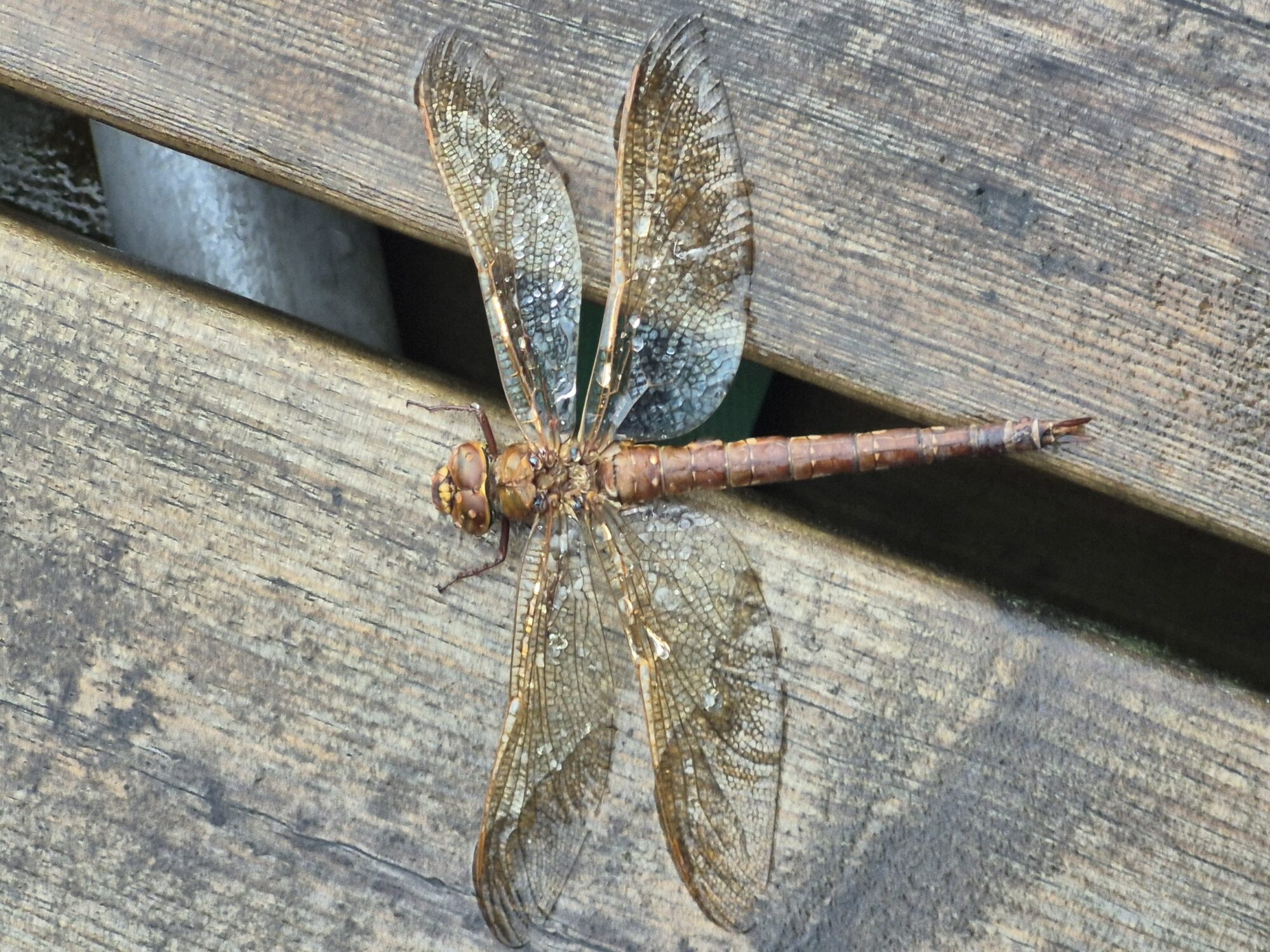 Valokuvaaja: Reijo Laitinen