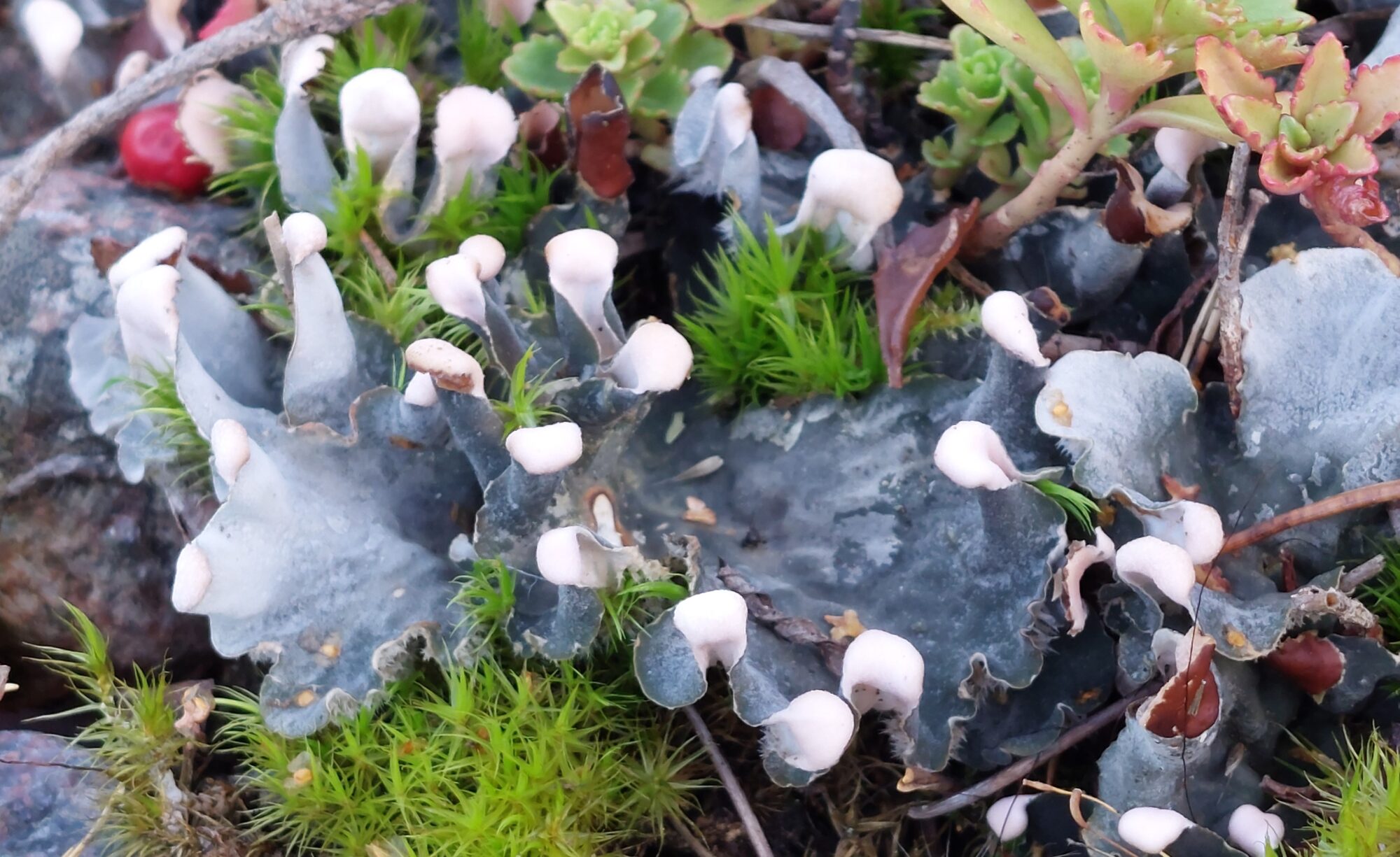 Valokuvaaja: Tarja Naukkarinen