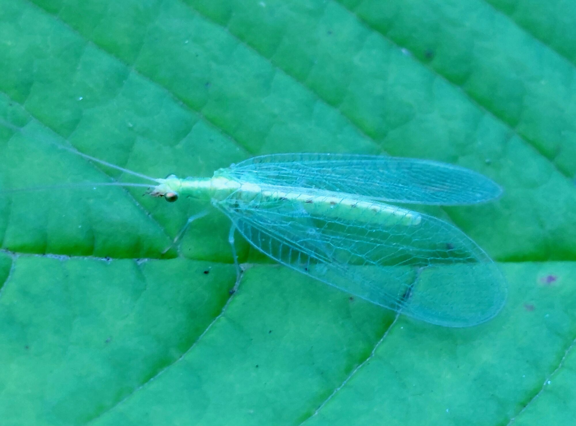 Valokuvaaja: Tarja Naukkarinen