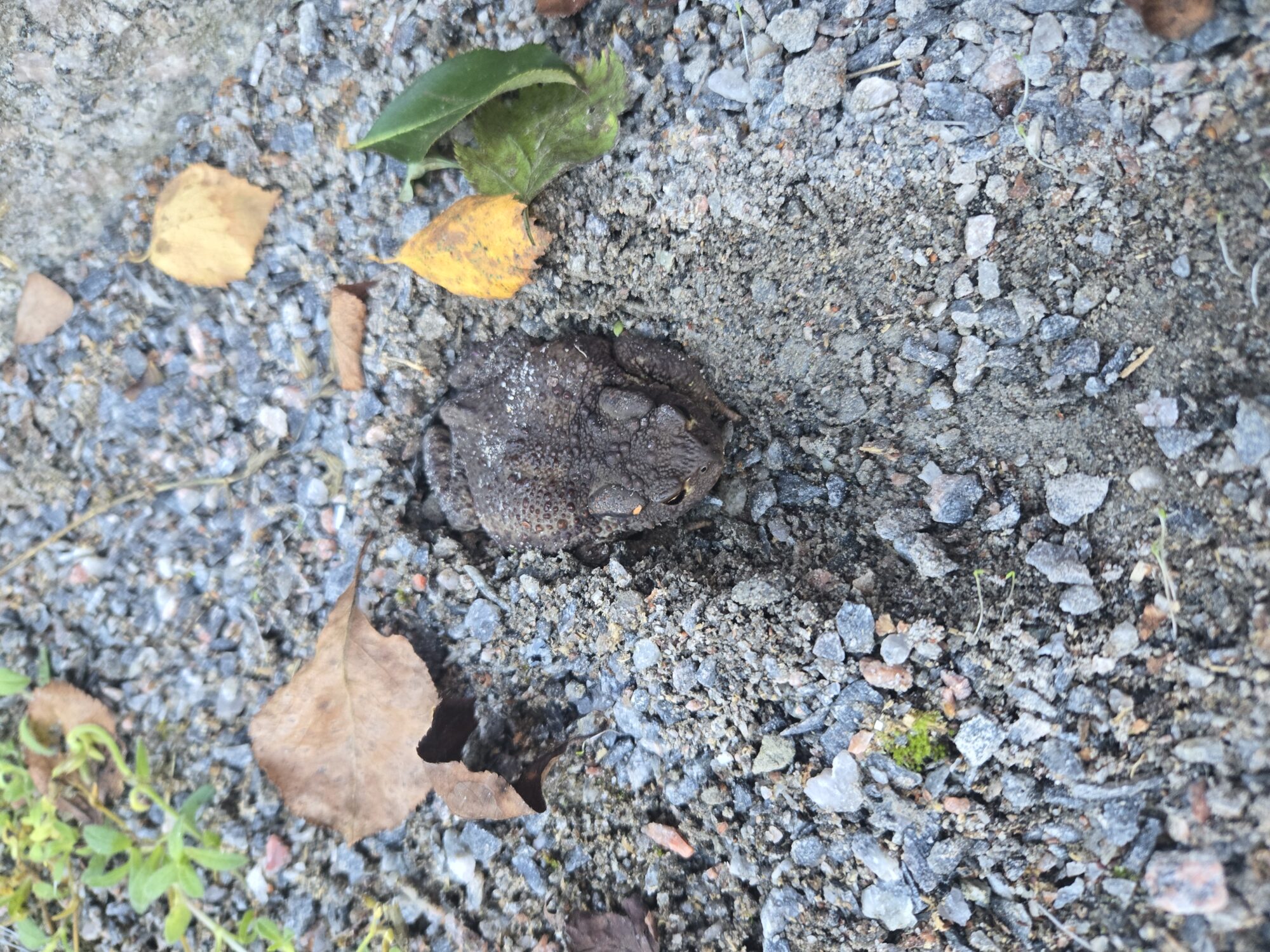 Valokuvaaja: Jukka Maunuksela