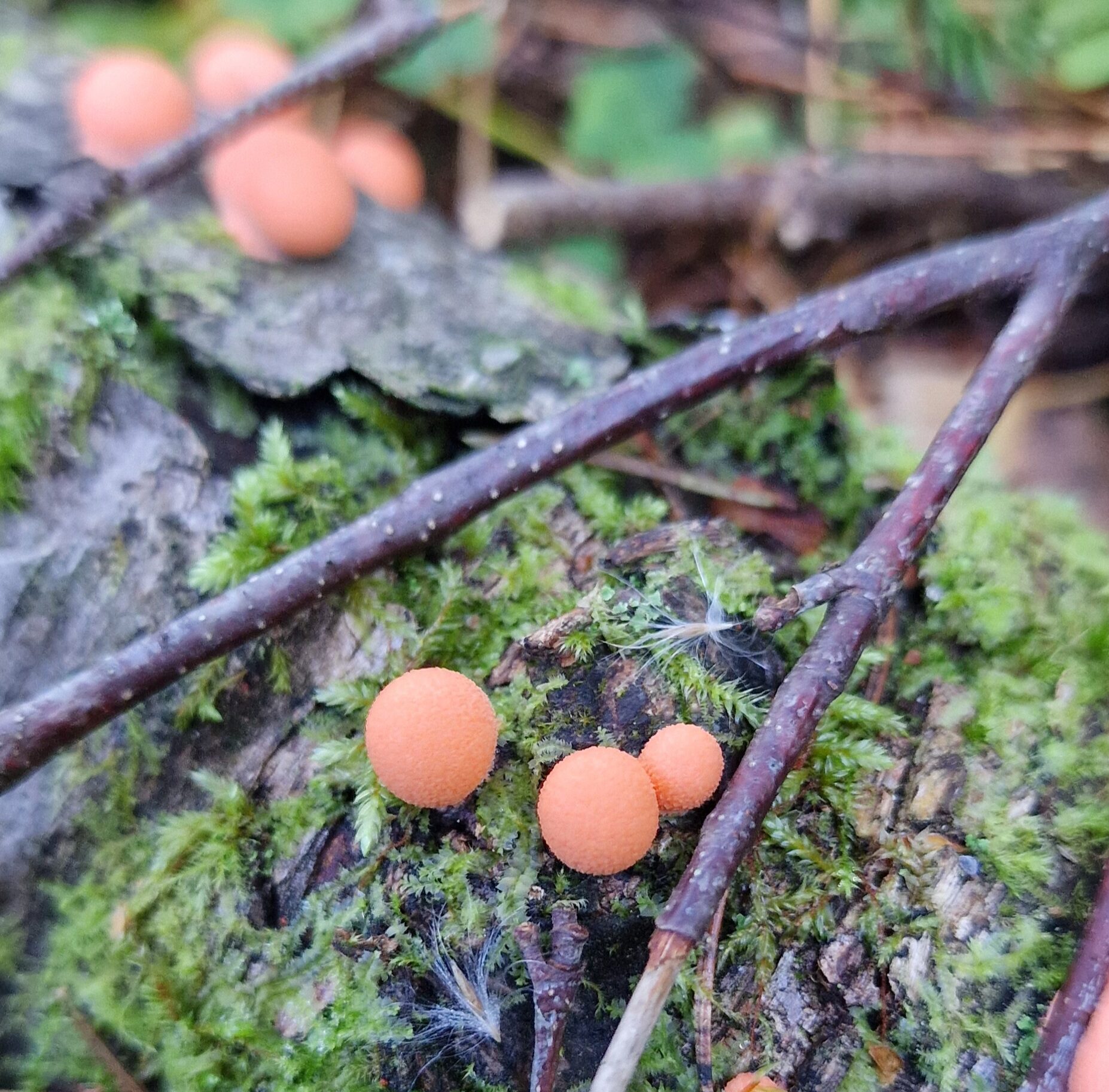 Valokuvaaja: Hanna Rönty