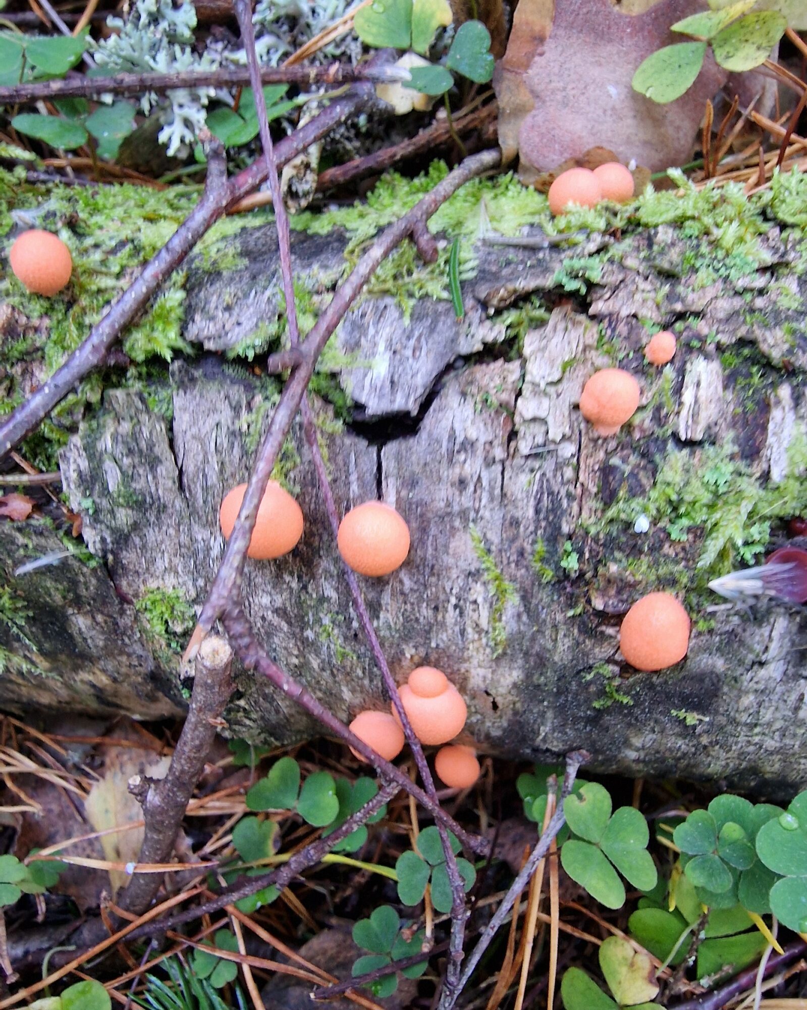 Valokuvaaja: Hanna Rönty