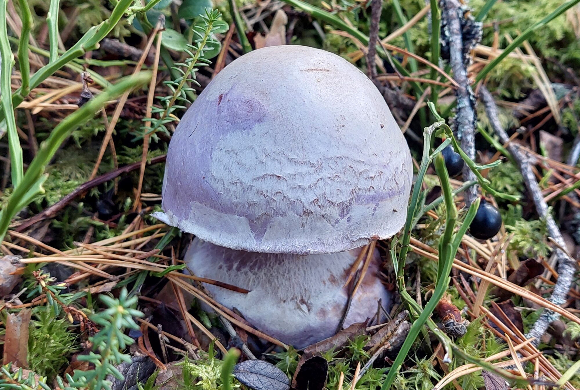 Valokuvaaja: Tarja Naukkarinen