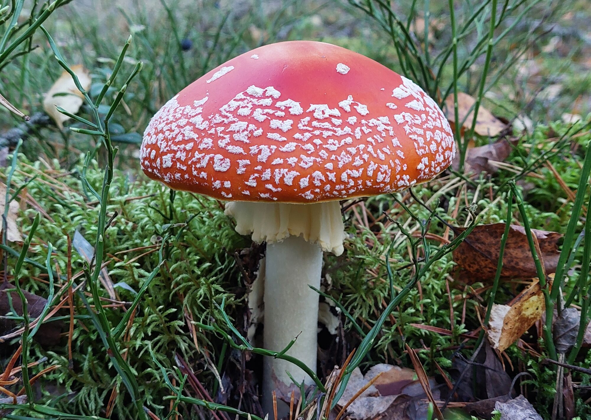 Valokuvaaja: Tarja Naukkarinen