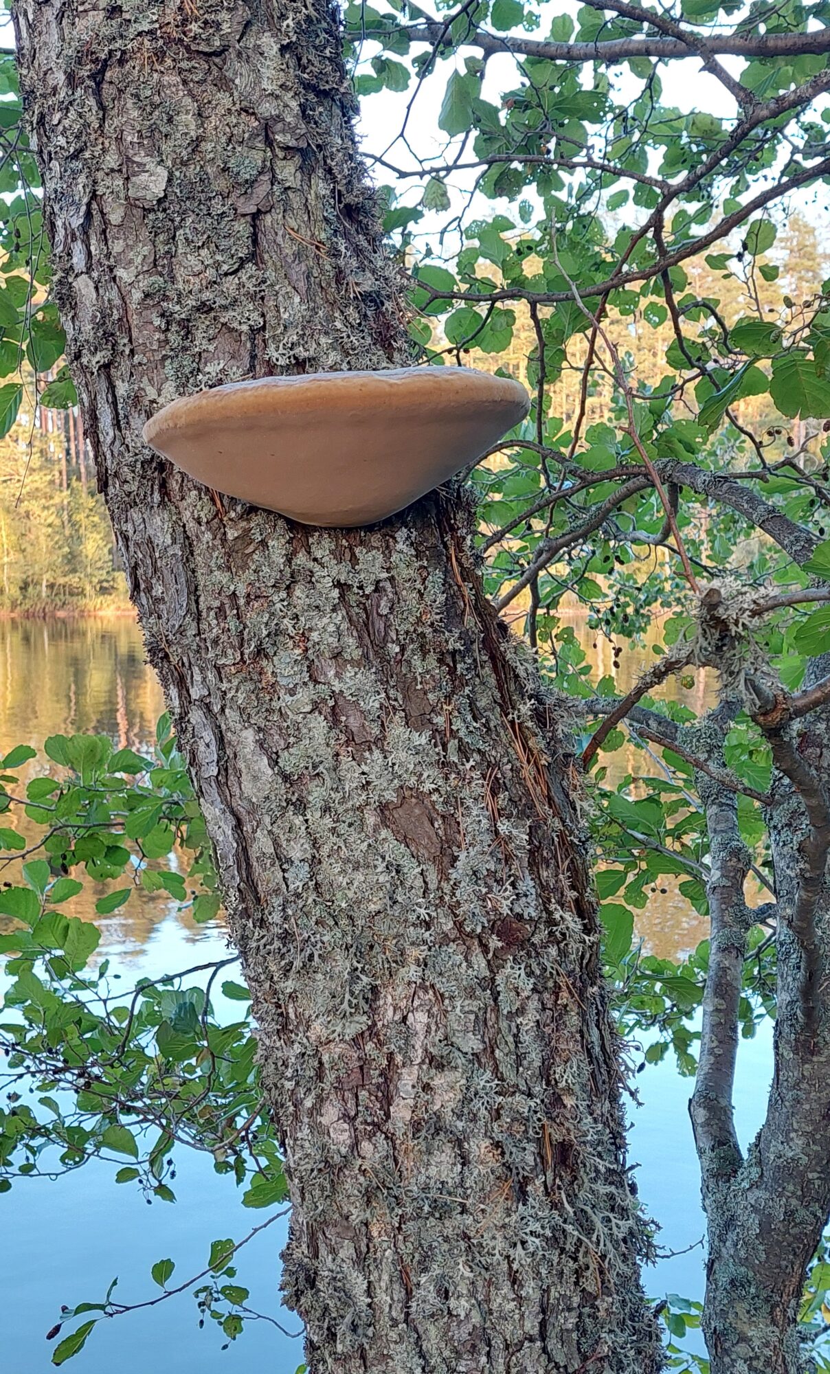 Valokuvaaja: Tarja Naukkarinen