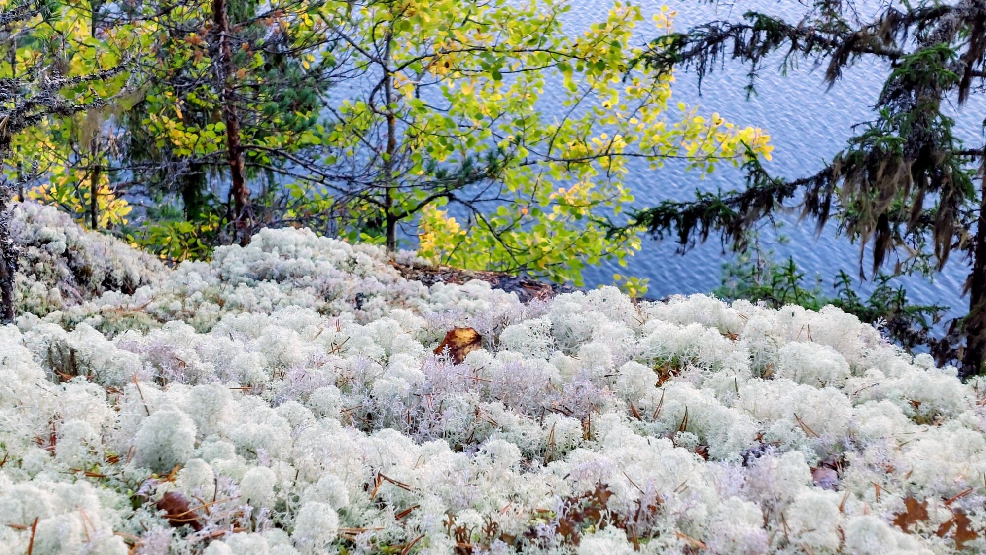 Valokuvaaja: Tarja Naukkarinen
