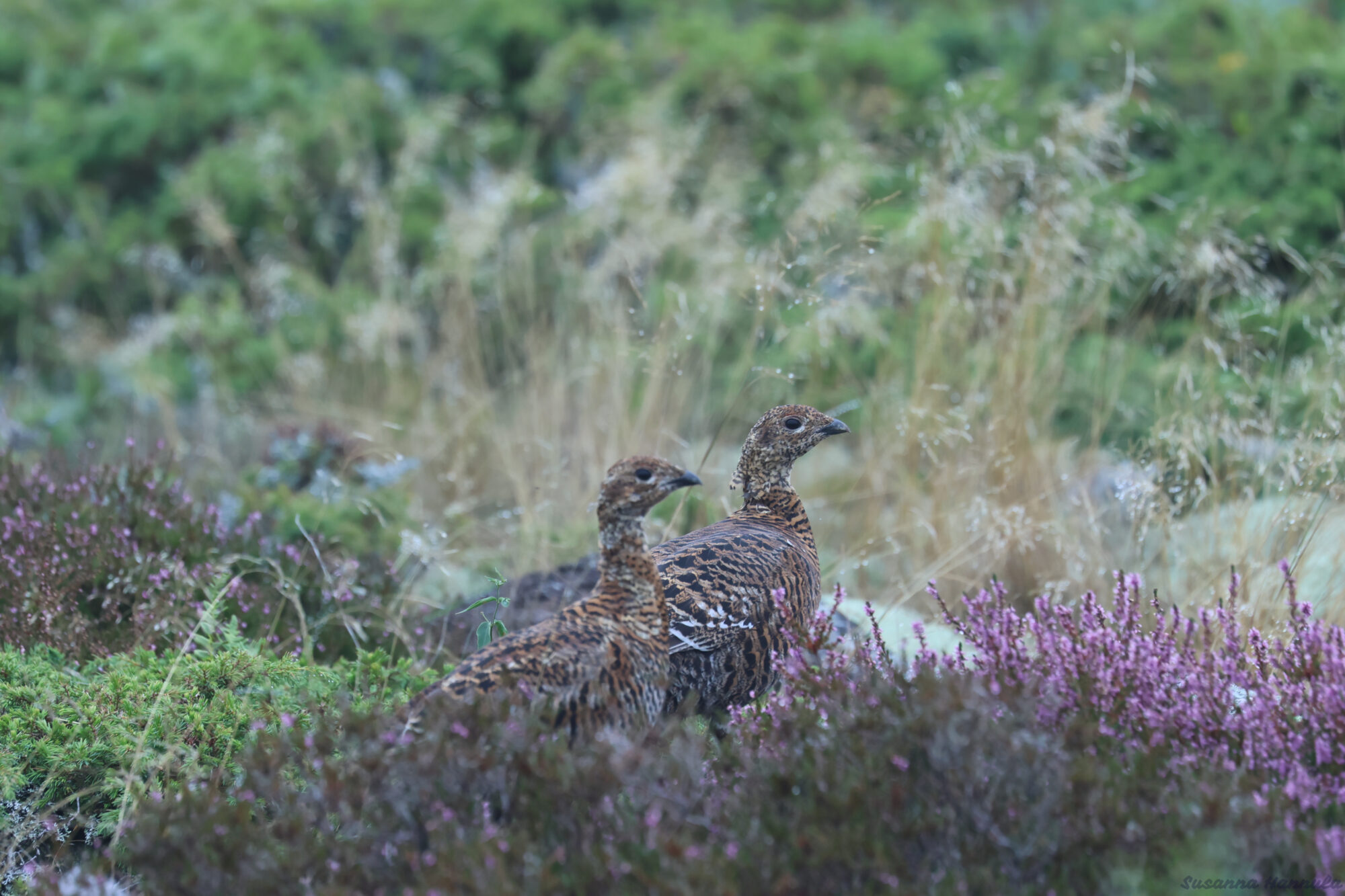 Valokuvaaja: Susanna Hannula Valokuvaaja: Susanna Hannula